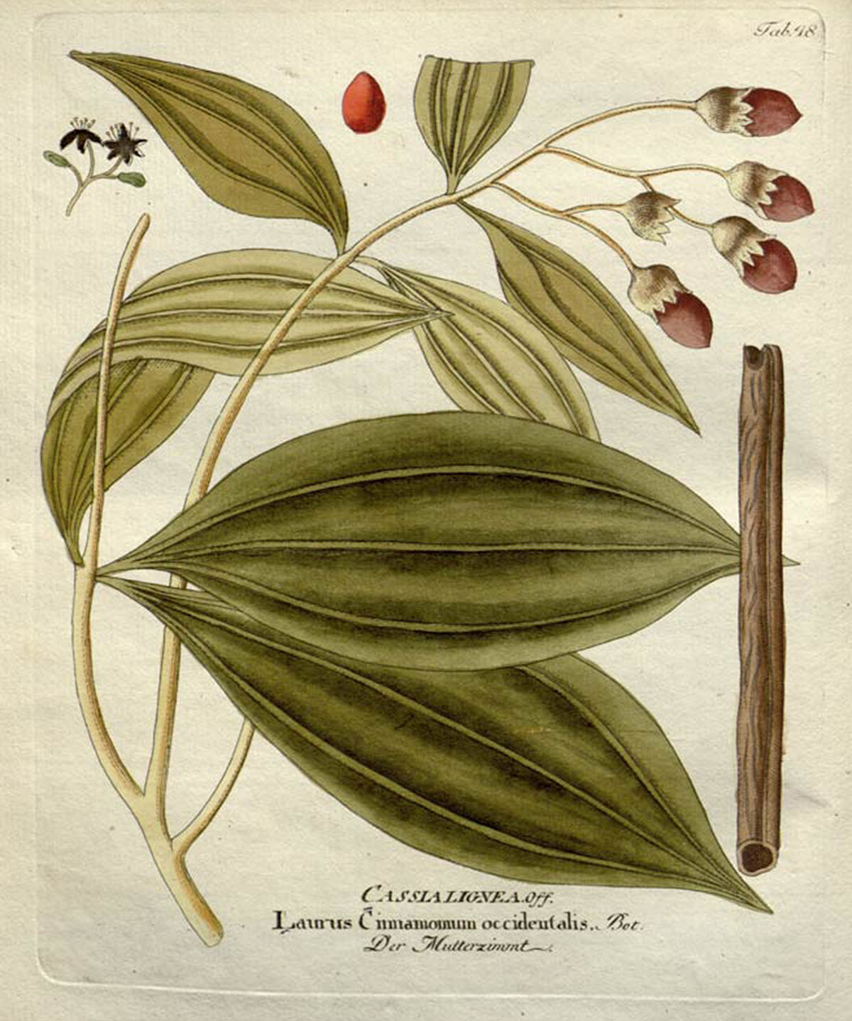 cassia botany illustration