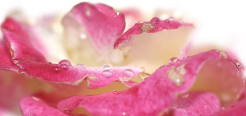 okvětní lístky růže 3 nečekaně svěží růžové vůně