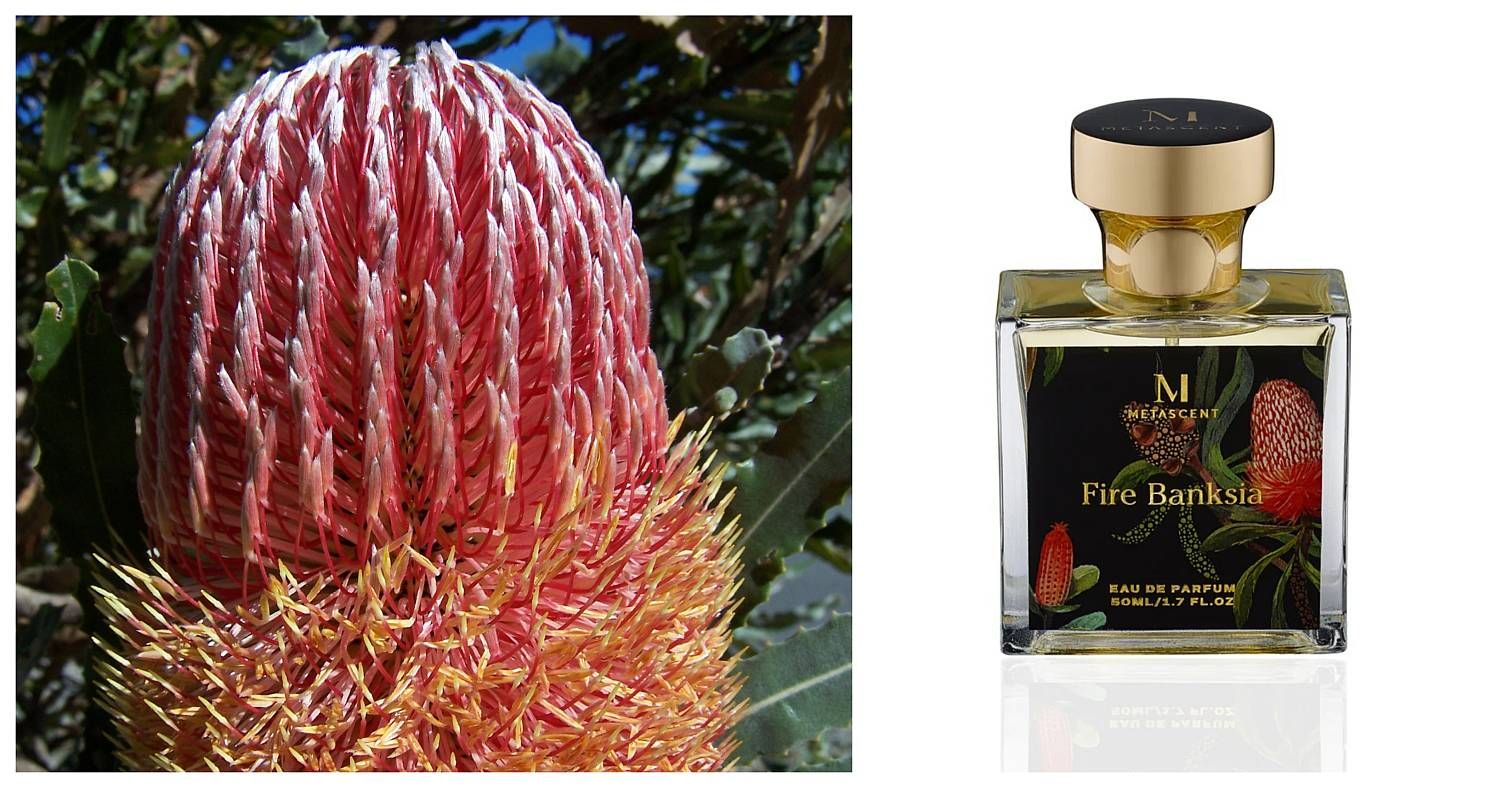 fire banksia metascent