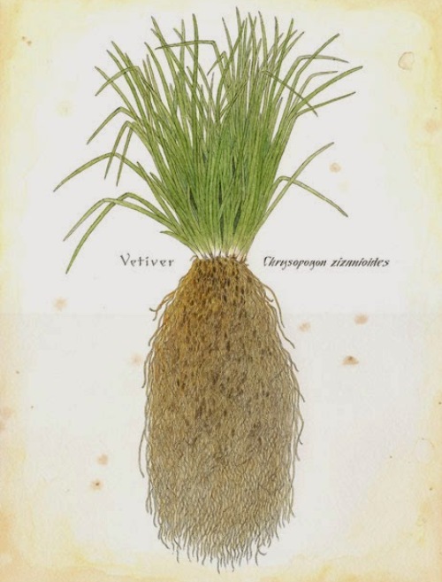 Subjective Classification Of Vetiver Fragrances Columns