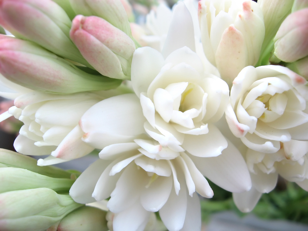 tuberose smell description