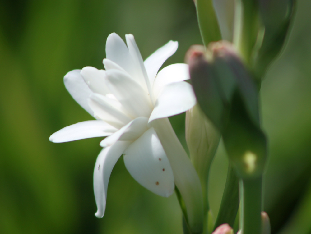 tuberose blossom up close