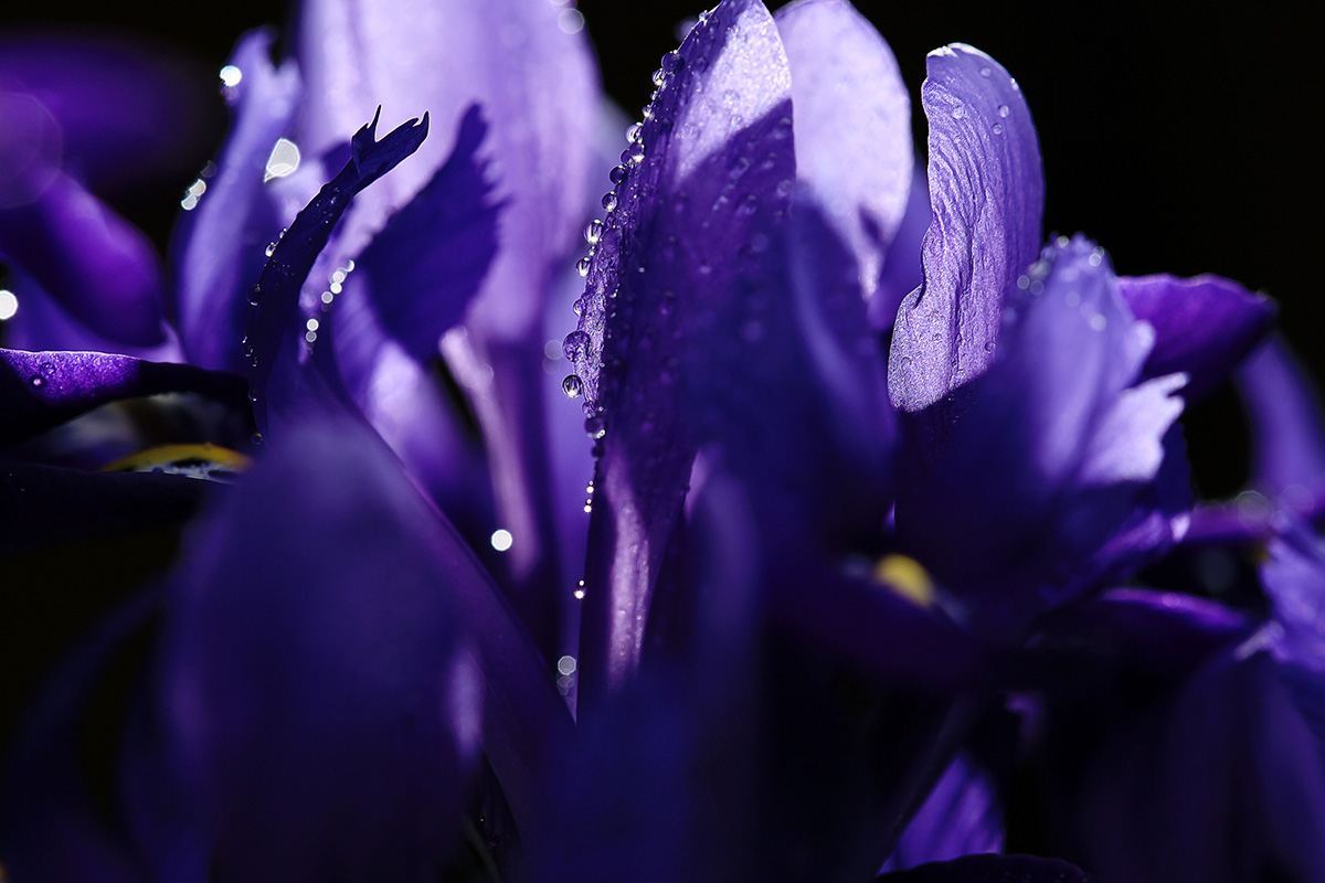 iris petals in dark background