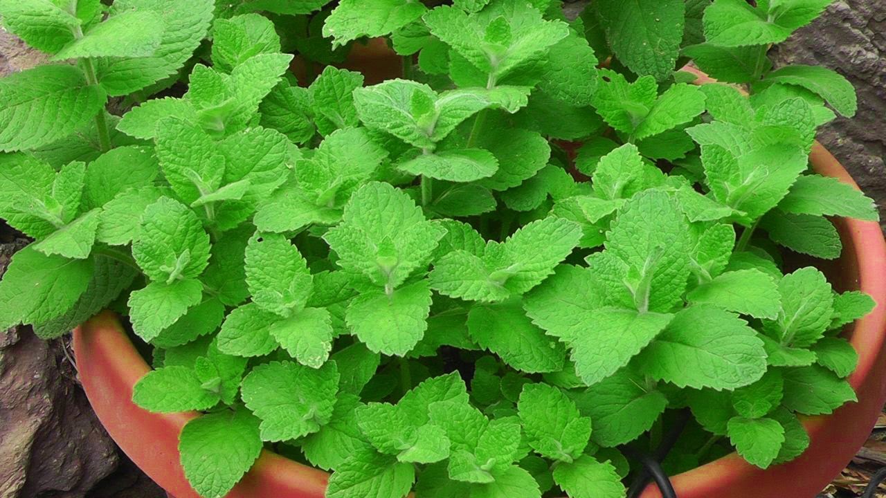 Mint Condition The Growing Popularity of Mint in Fragrance Raw Materials