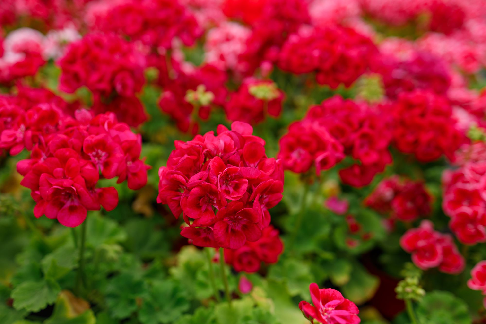 geranium