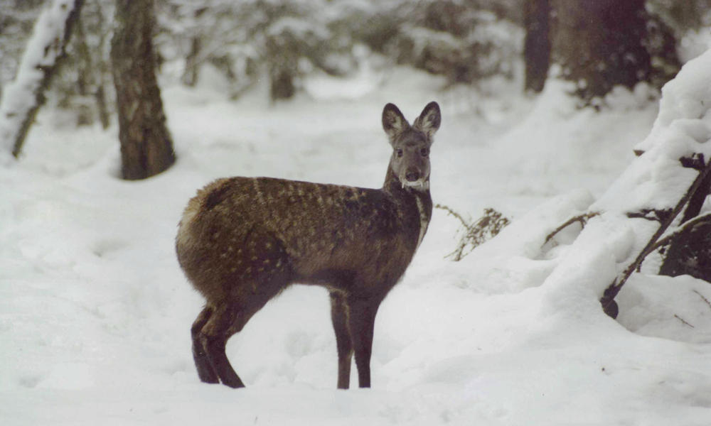 musk deer in the snow in the forest