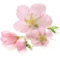 ALmond Blossom
