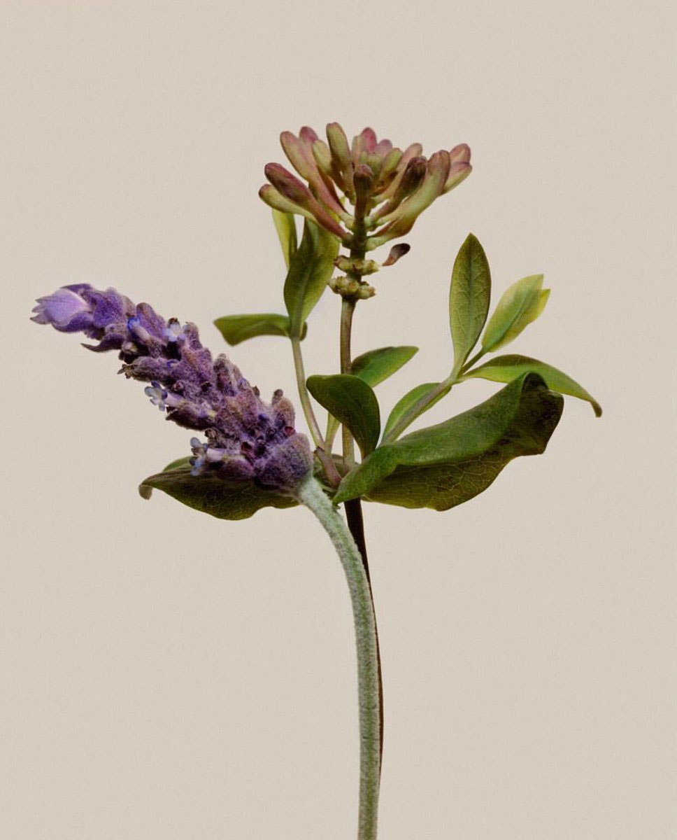 elizabeth and james nirvana french grey review