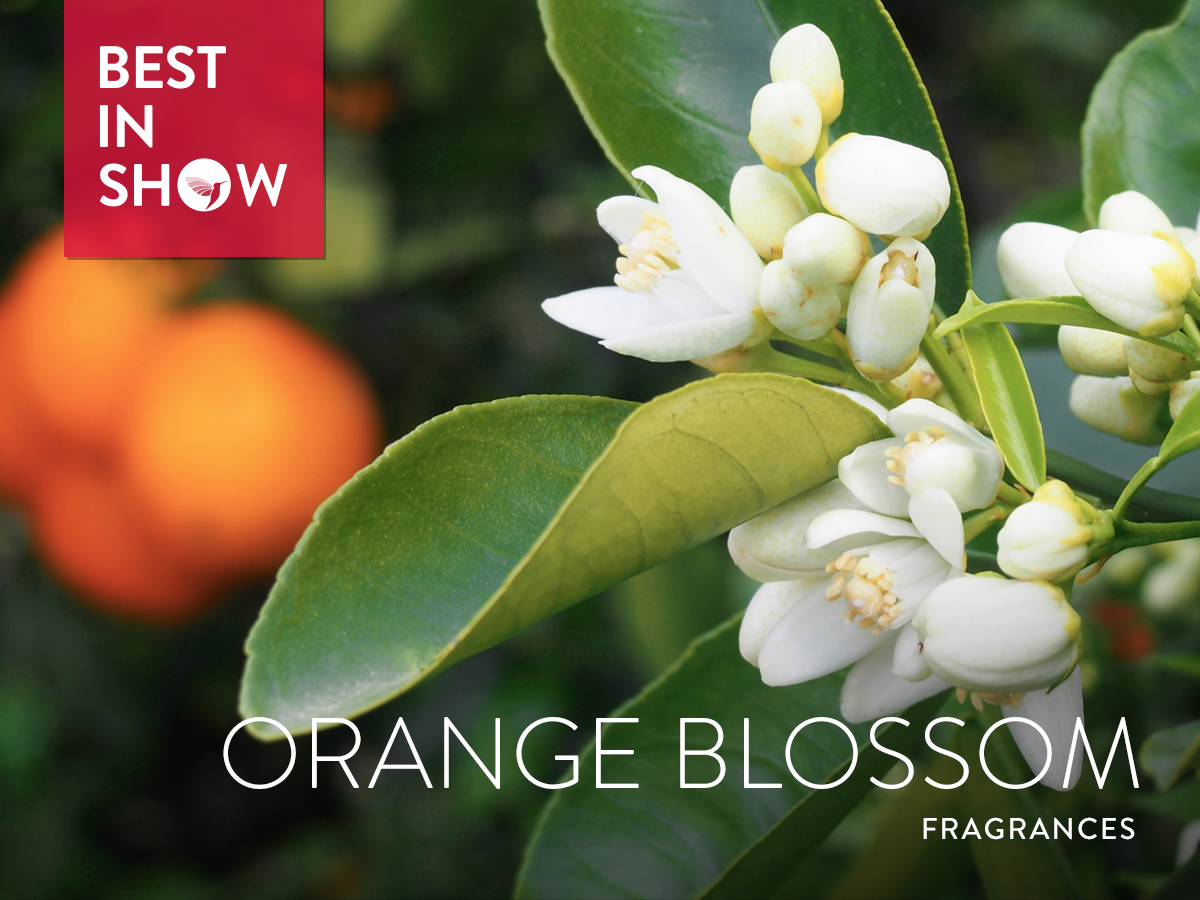 Best In Show Orange Blossom Fragrances 2017 Best In Show