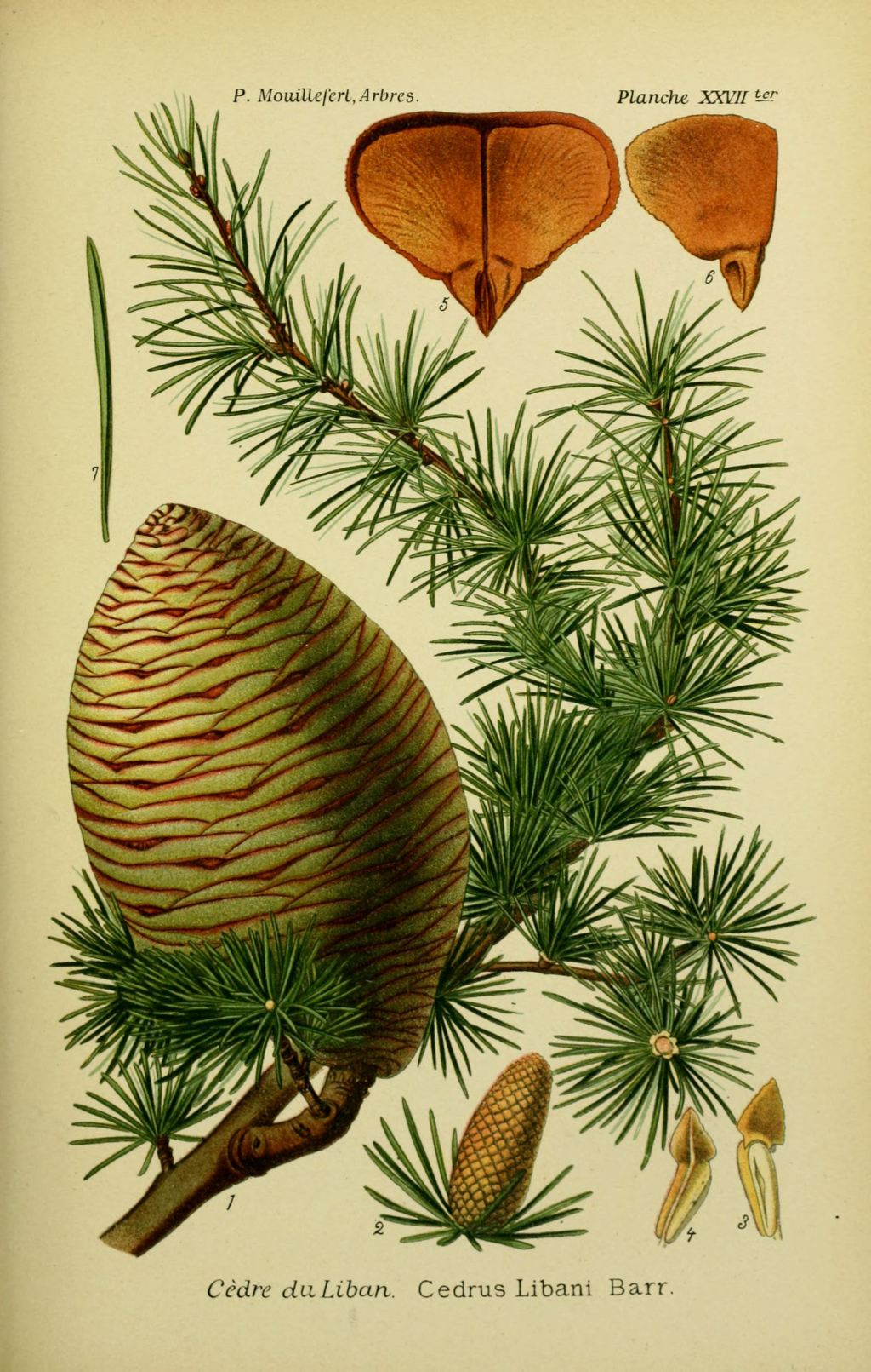 cedar botanical illustration