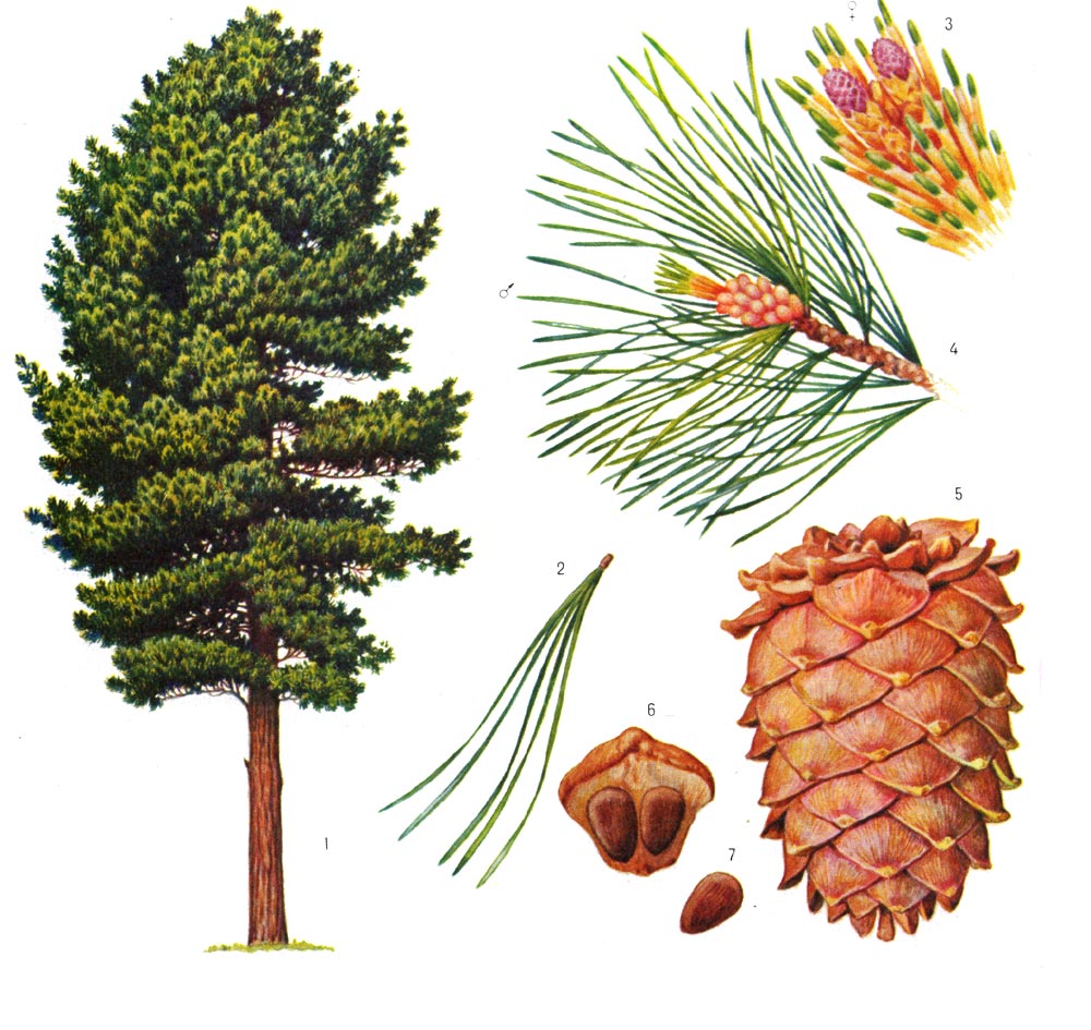 Parts Of A Cedar Tree