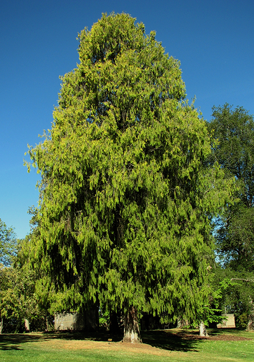 Cedar In Perfumery: Roots and Stumps ~ Raw Materials