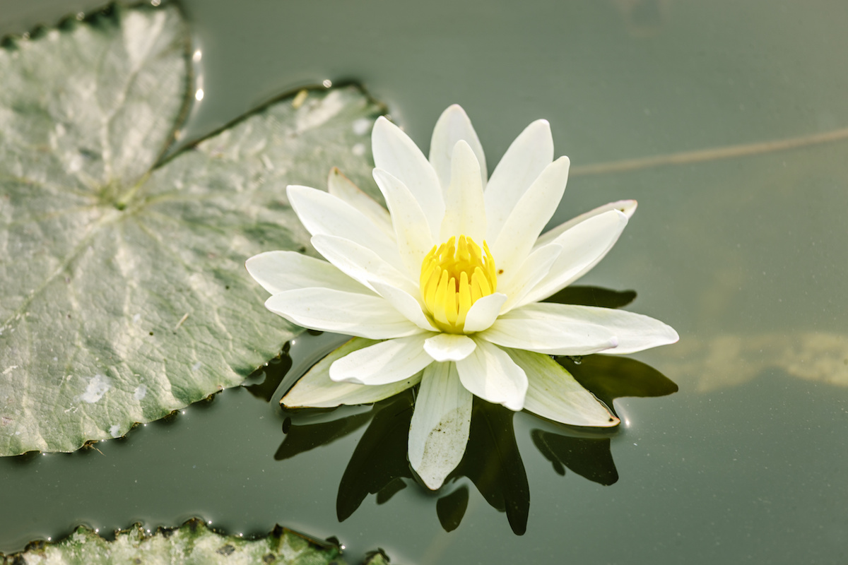 Lotus flower