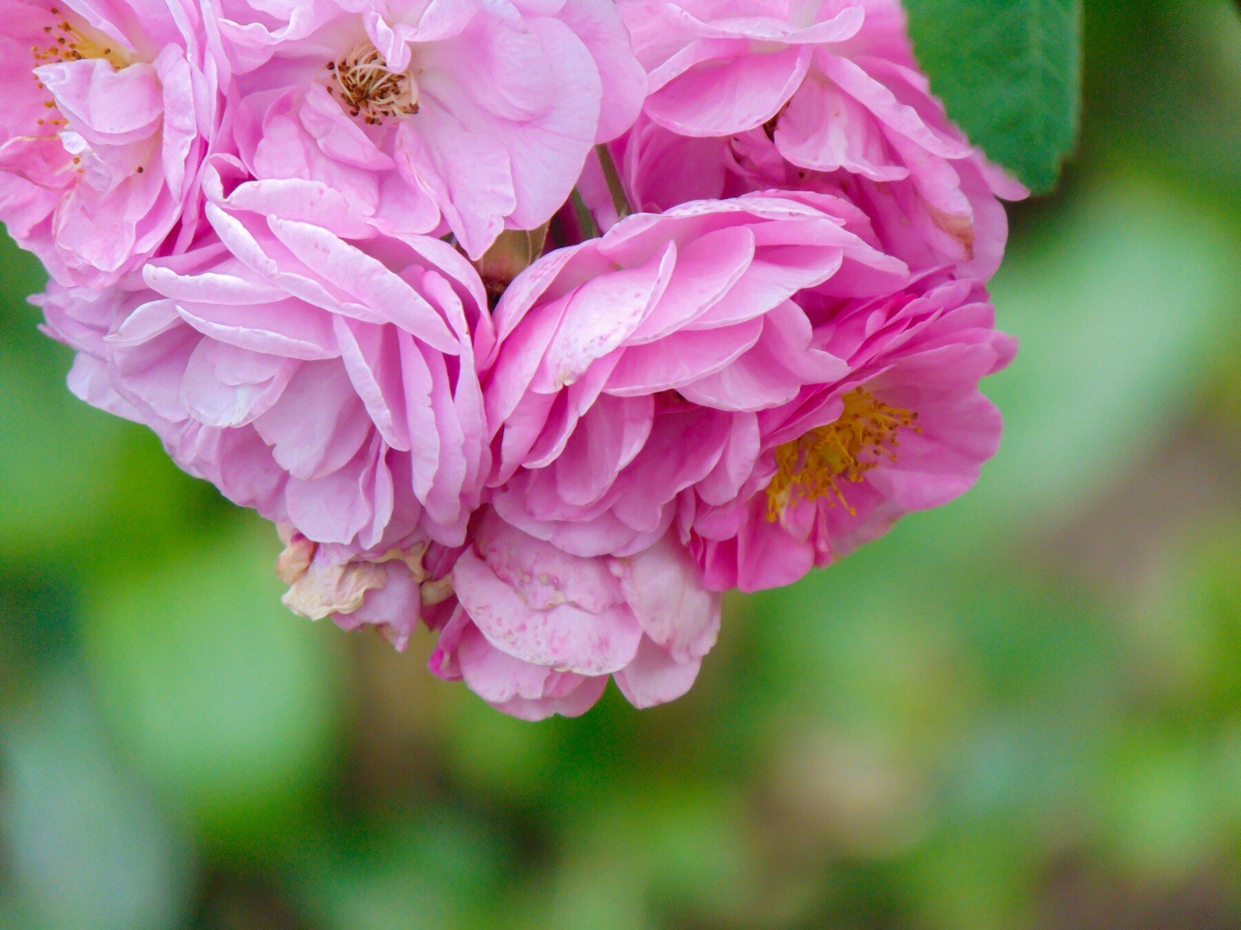 Pink roses against a green backdrop