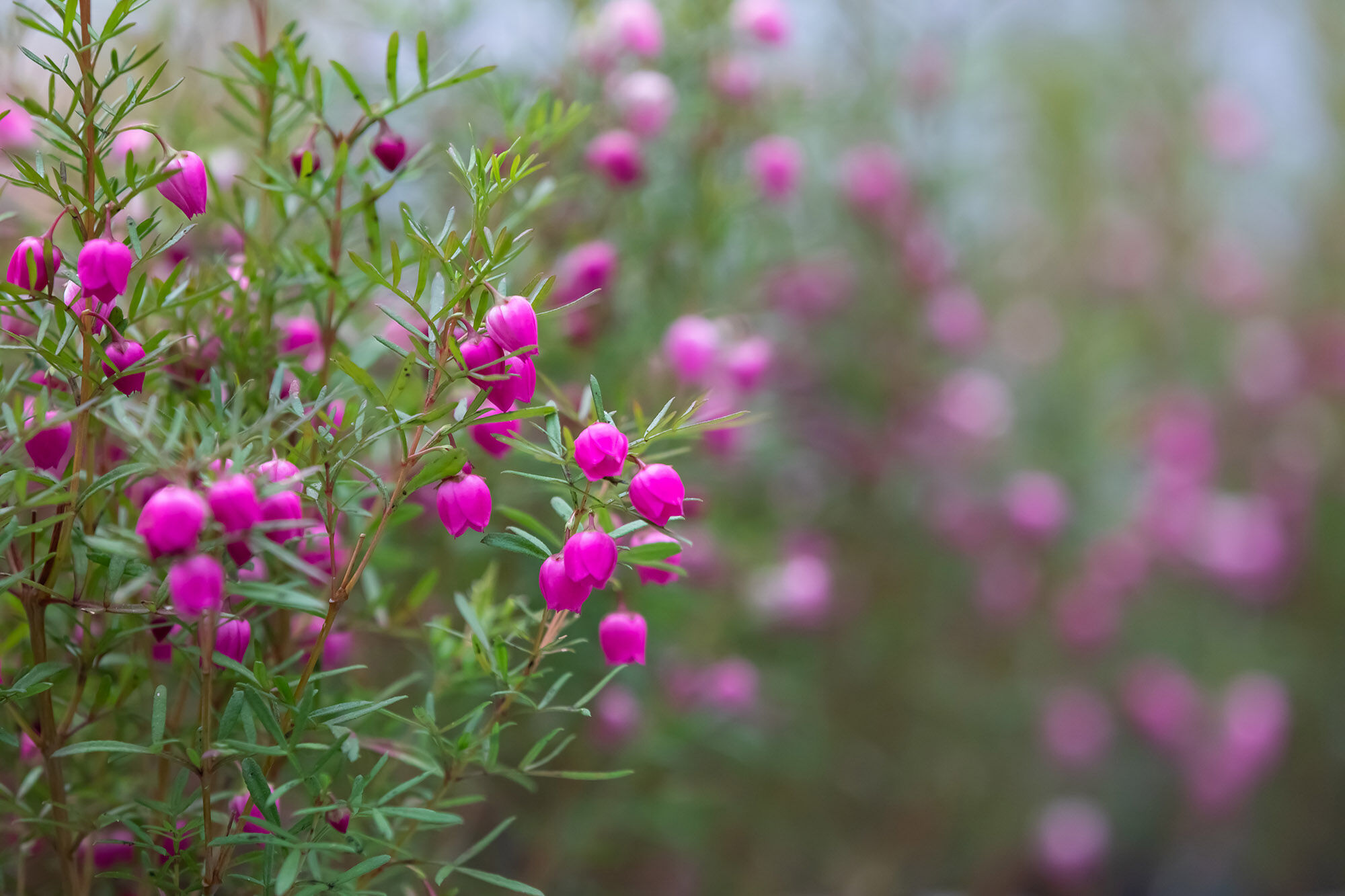 Australian boronia flowers.
