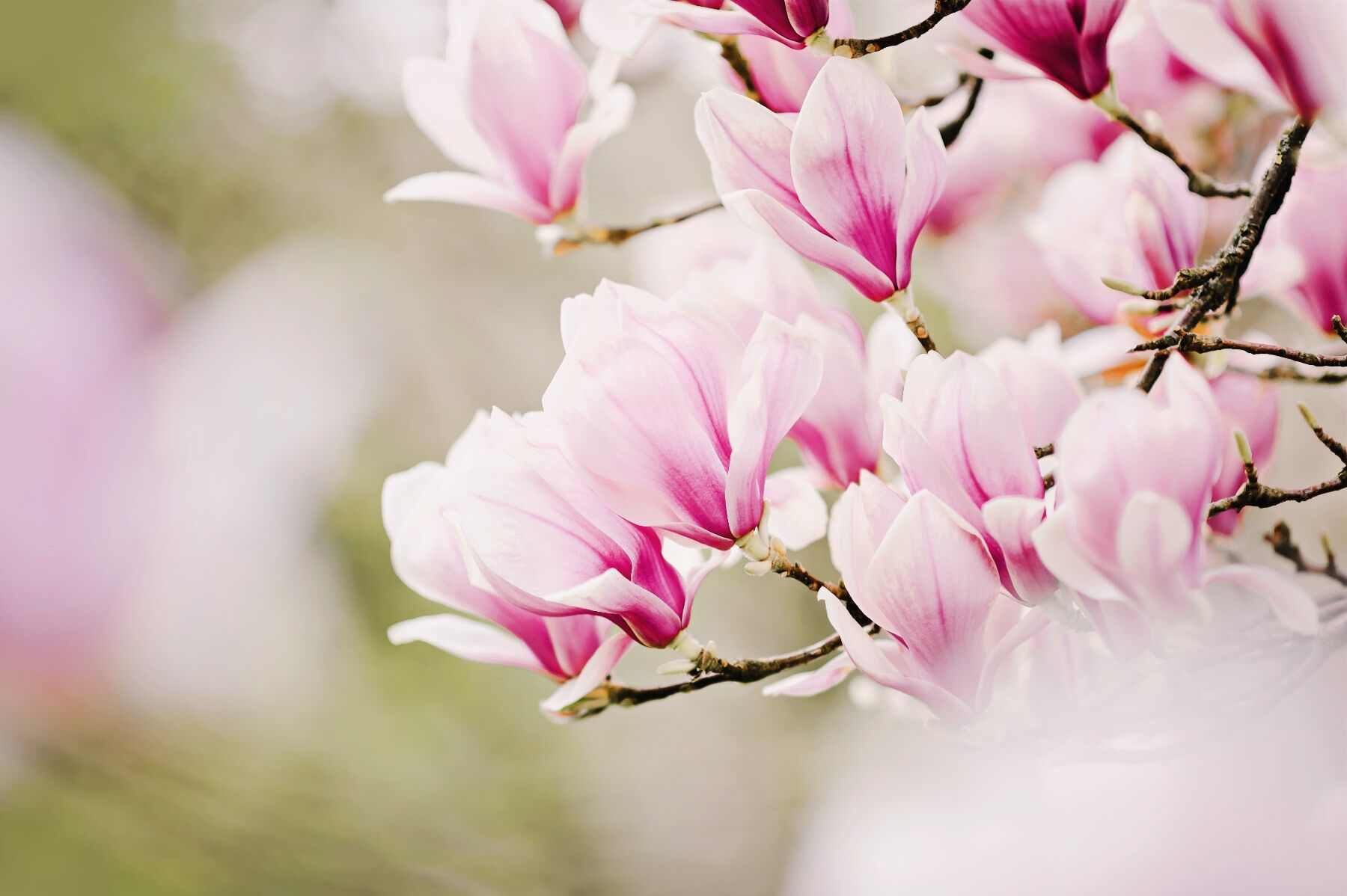 Magnolia blooms