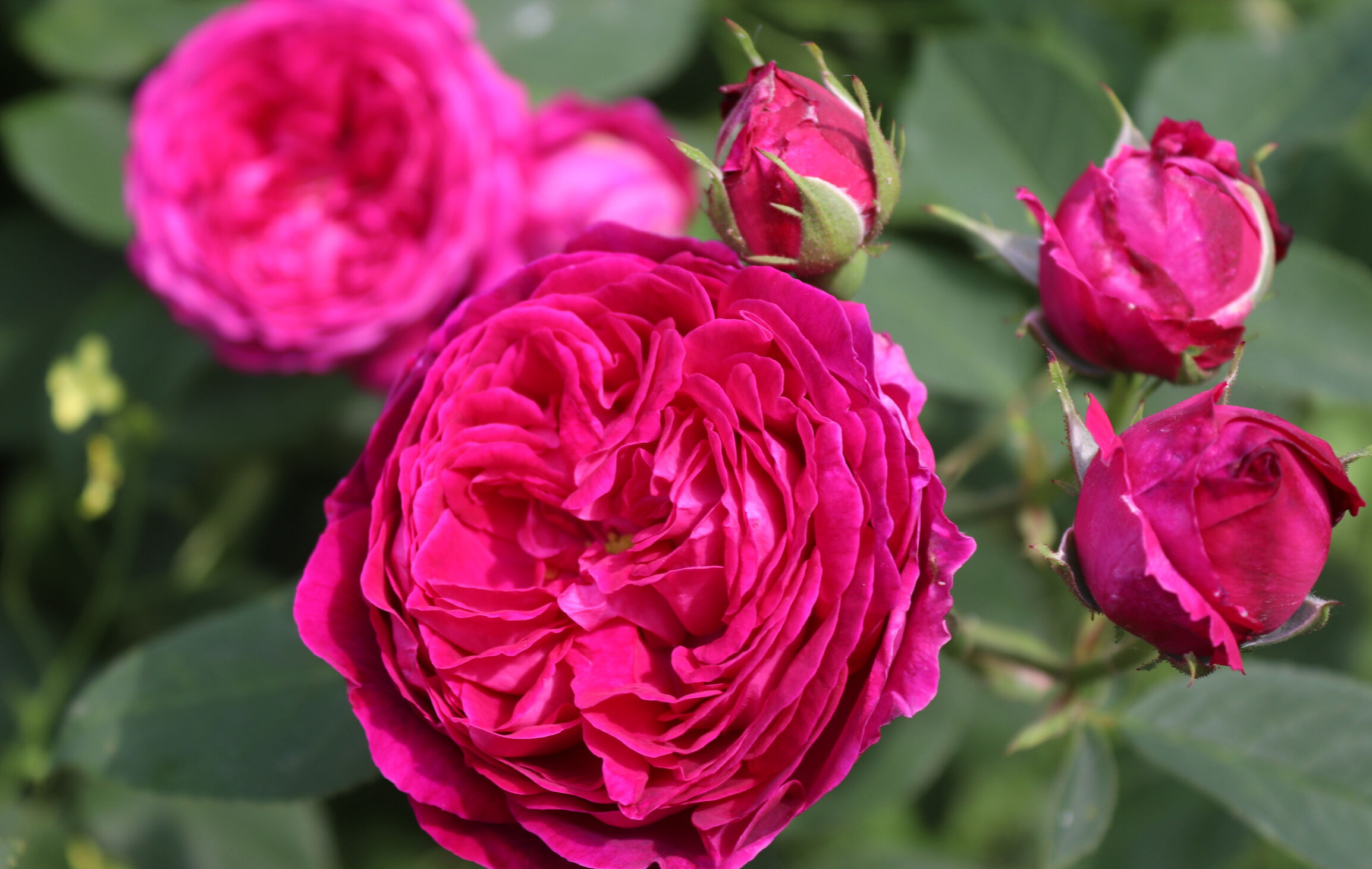 Rosa Muscosa