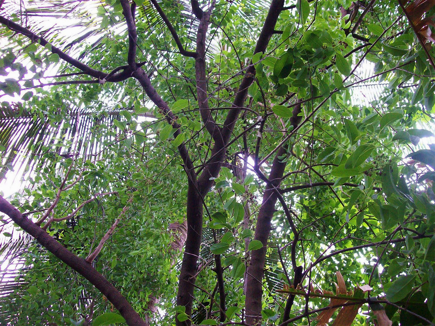 الأشجار العطرية الصندل و البلومريا الفرانجيباني مقالات