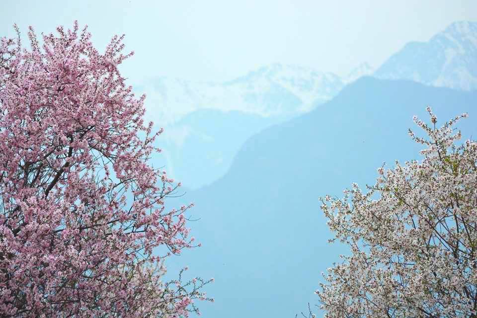 Almond Blossoms of Sirinagar-Kashmir ~ Fragrances and Cultures