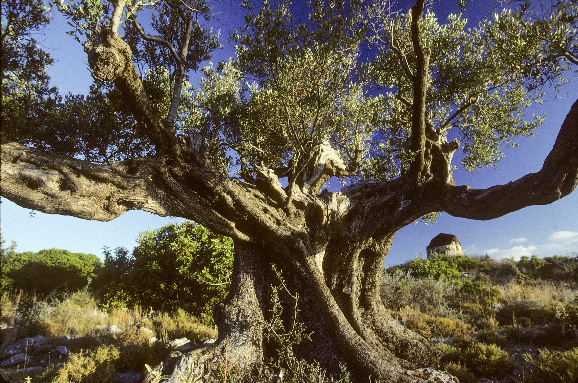 الأشجار العطرية السرو وأشجار الزيتون مقالات