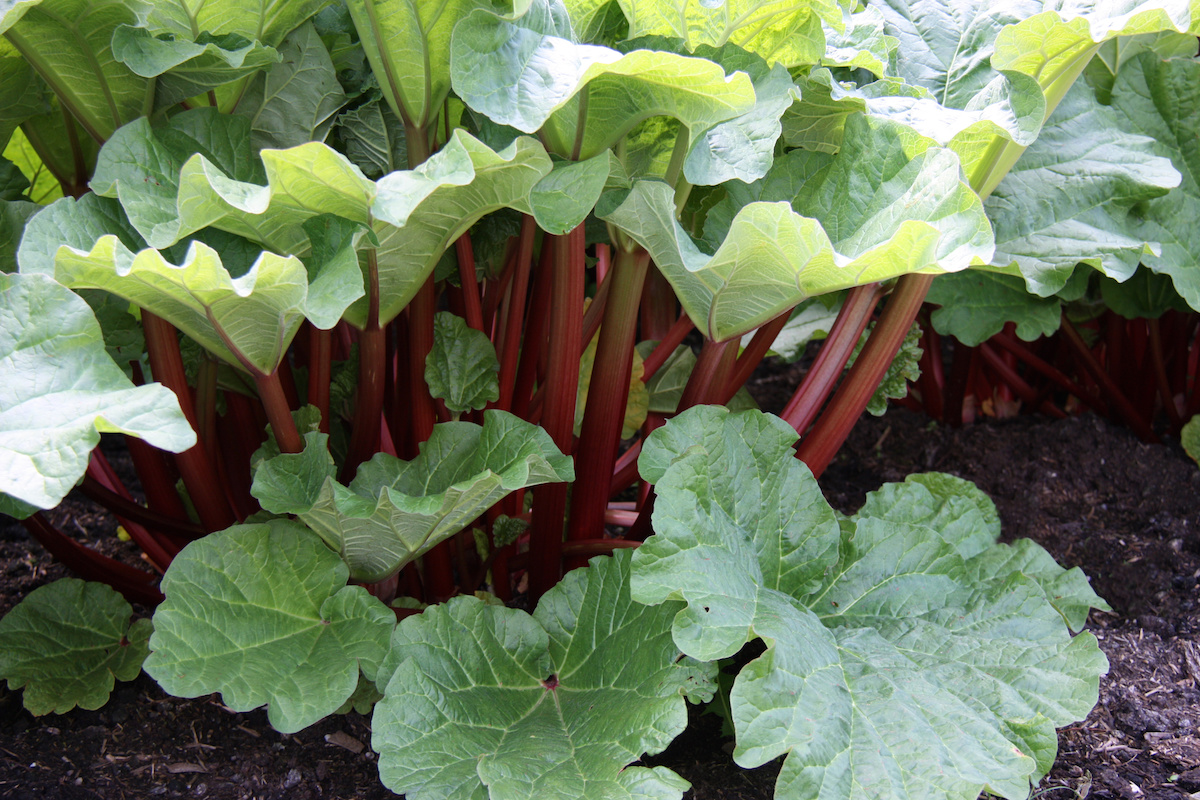 rhubarb