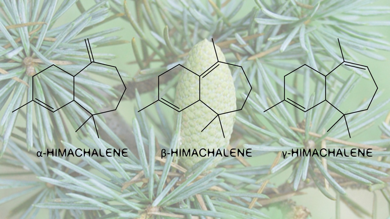 Cedar In Perfumery Roots and Stumps Raw Materials