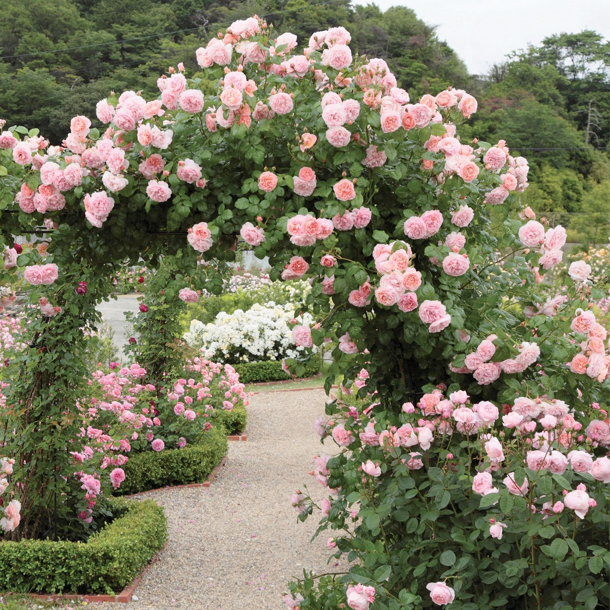 English Roses Interview With The Famous Rosarian David Austin Scented Home Garden