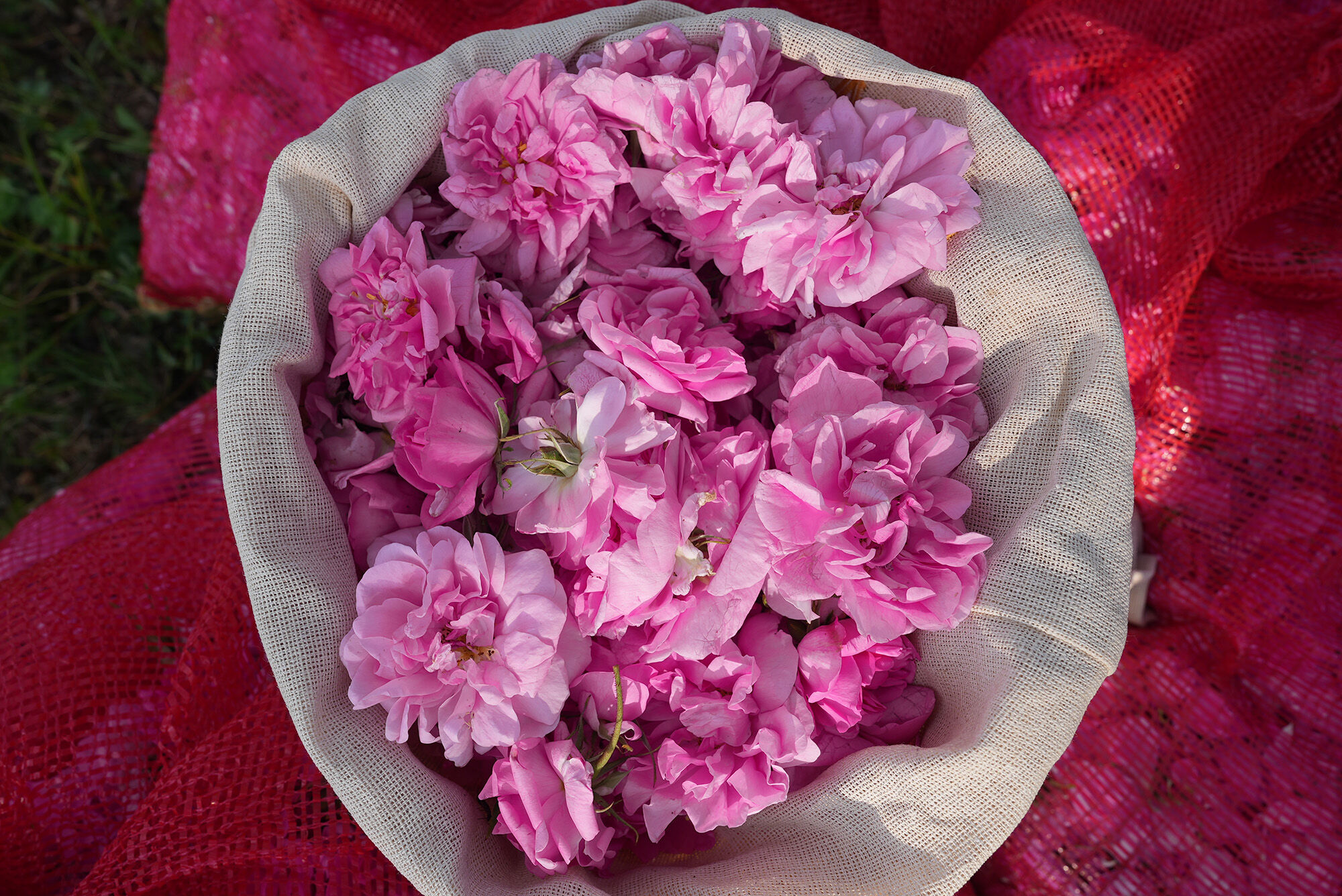 roses