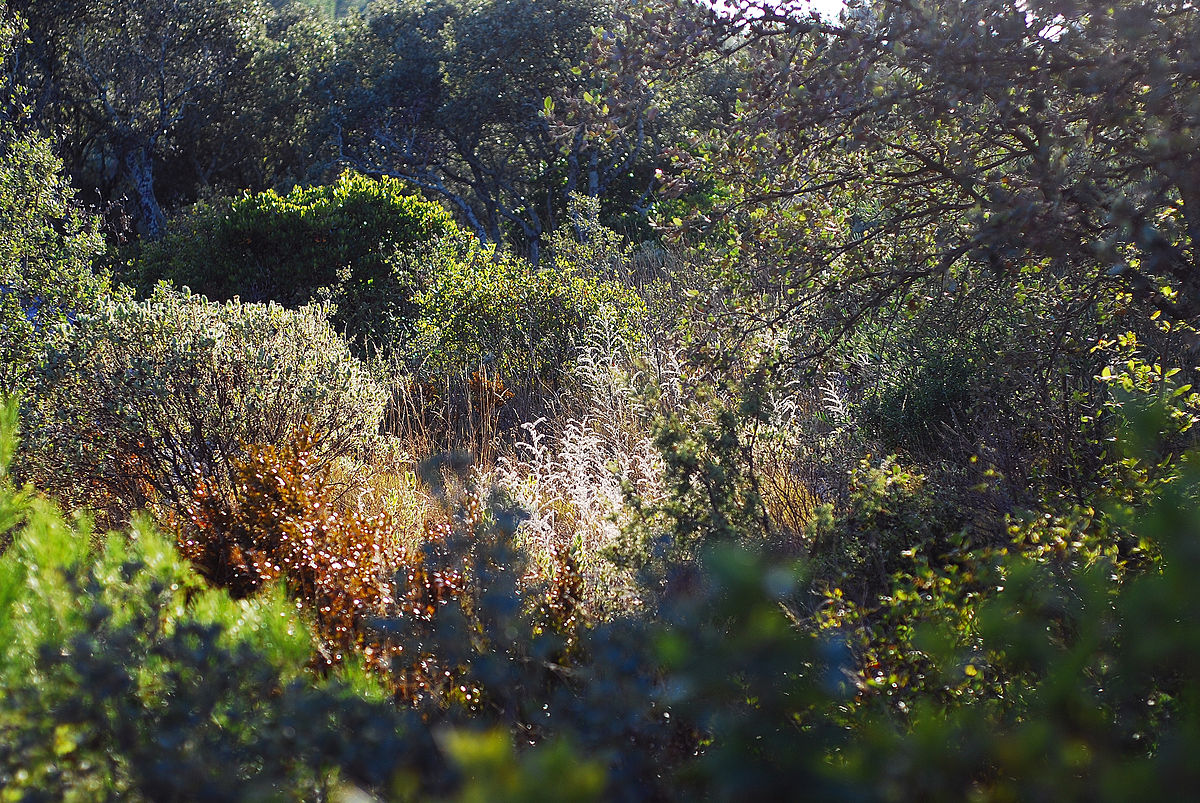 Garrigue countryside in souther europe full of aromatic shrubs