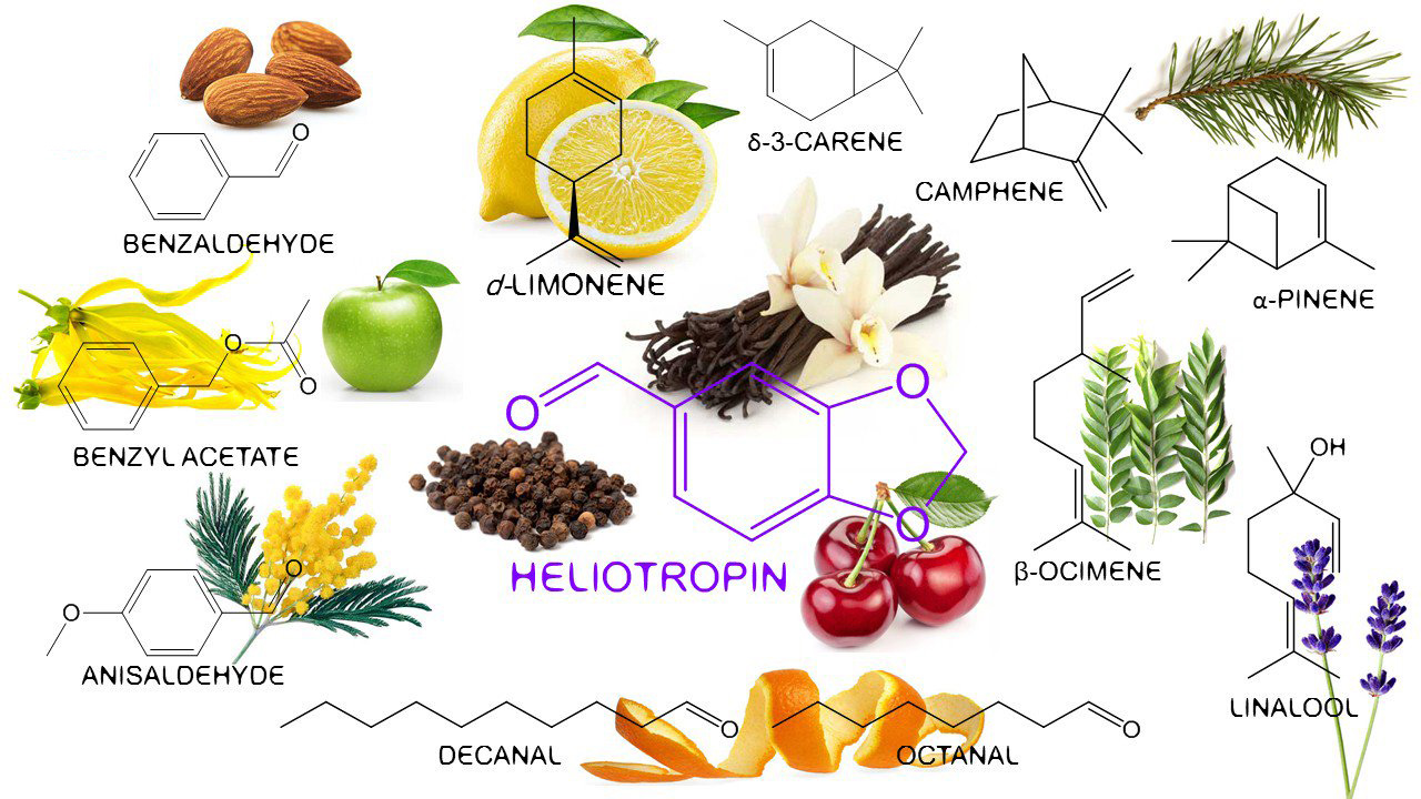 Best in Show: Heliotrope (2018) ~ Best in Show