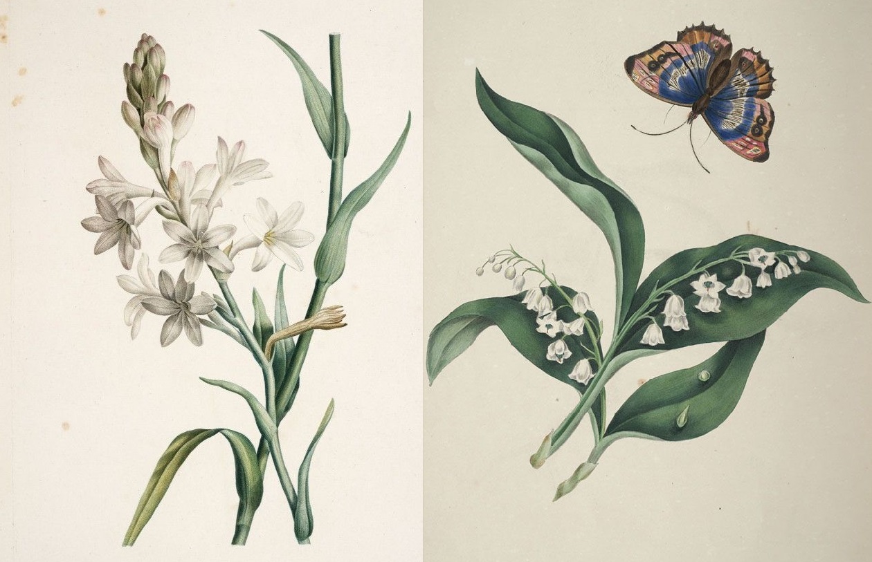 Бабочки Ботаническая иллюстрация