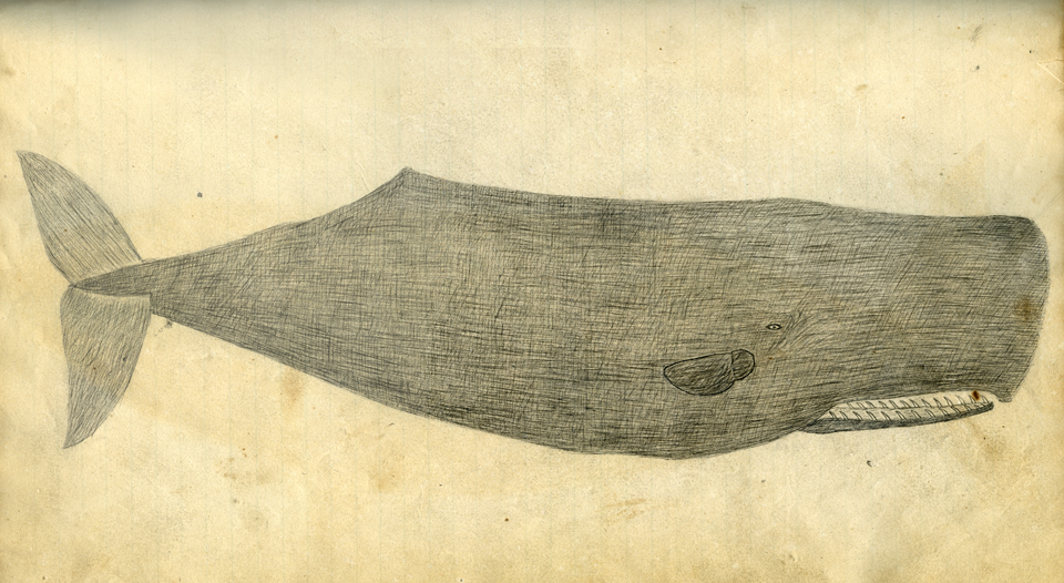 Drawing of Sperm Whale, 1840's, Rhode Island, USA