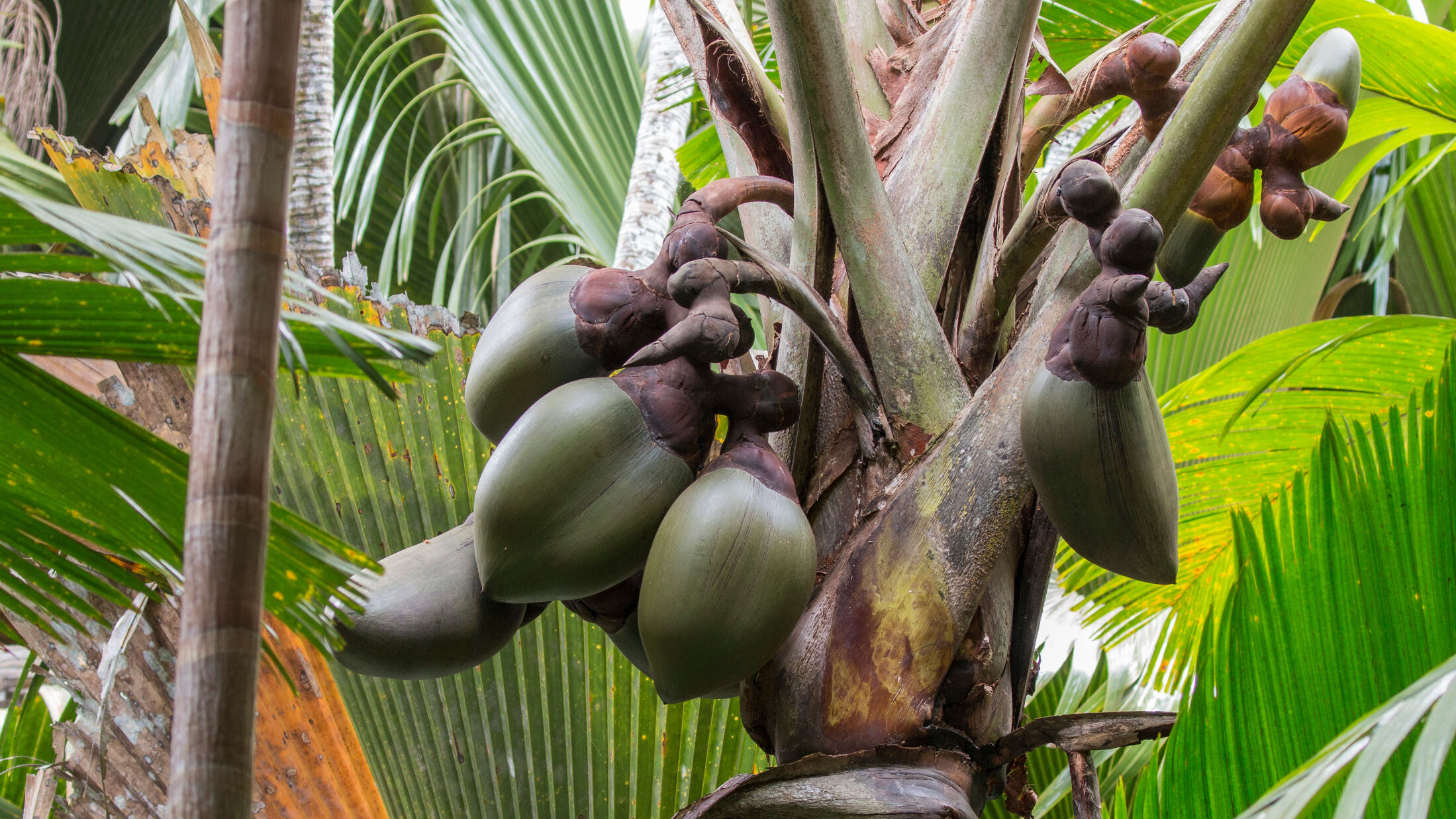 Coco de Mer palm trees
