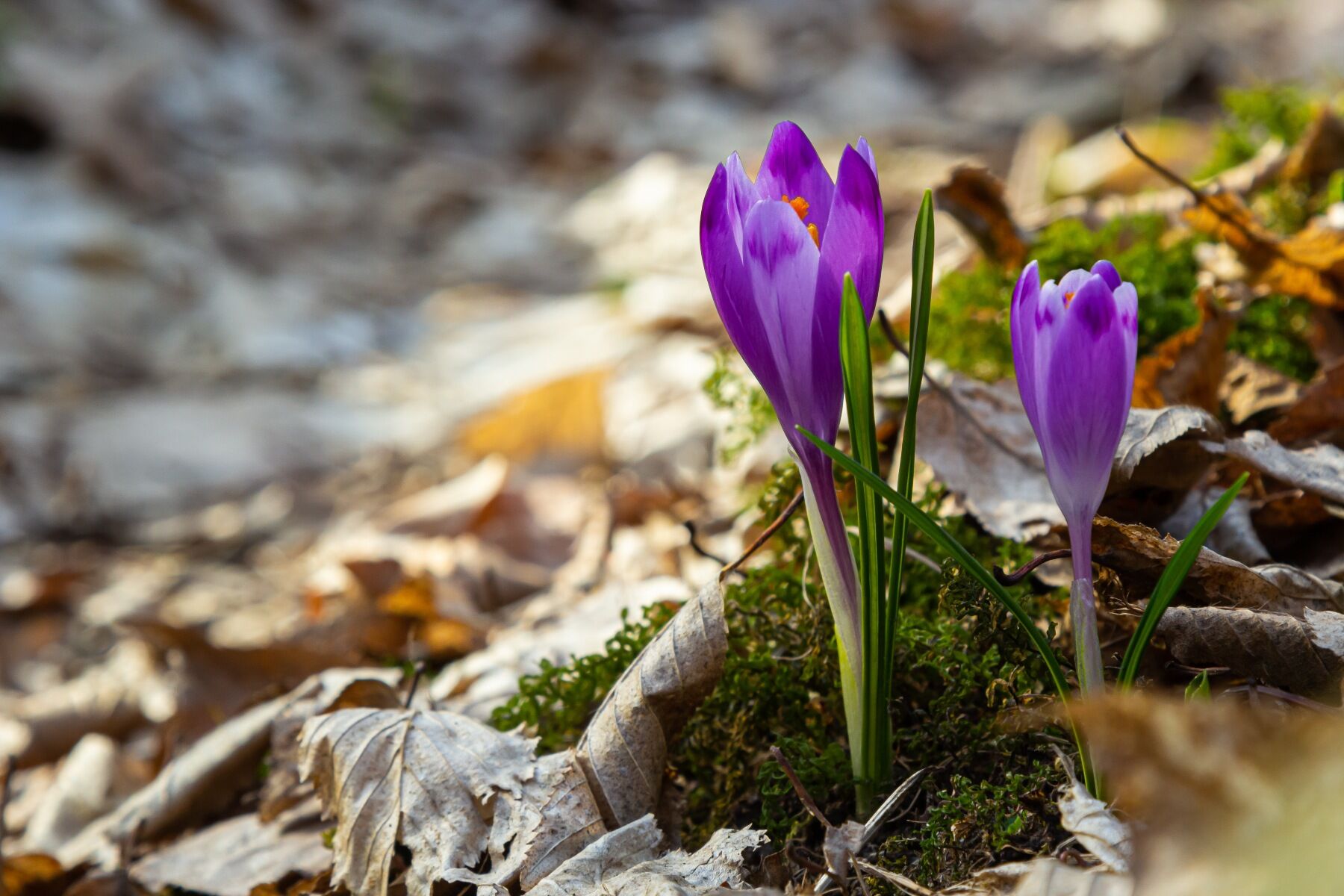 Crocuses peeking through winter soil