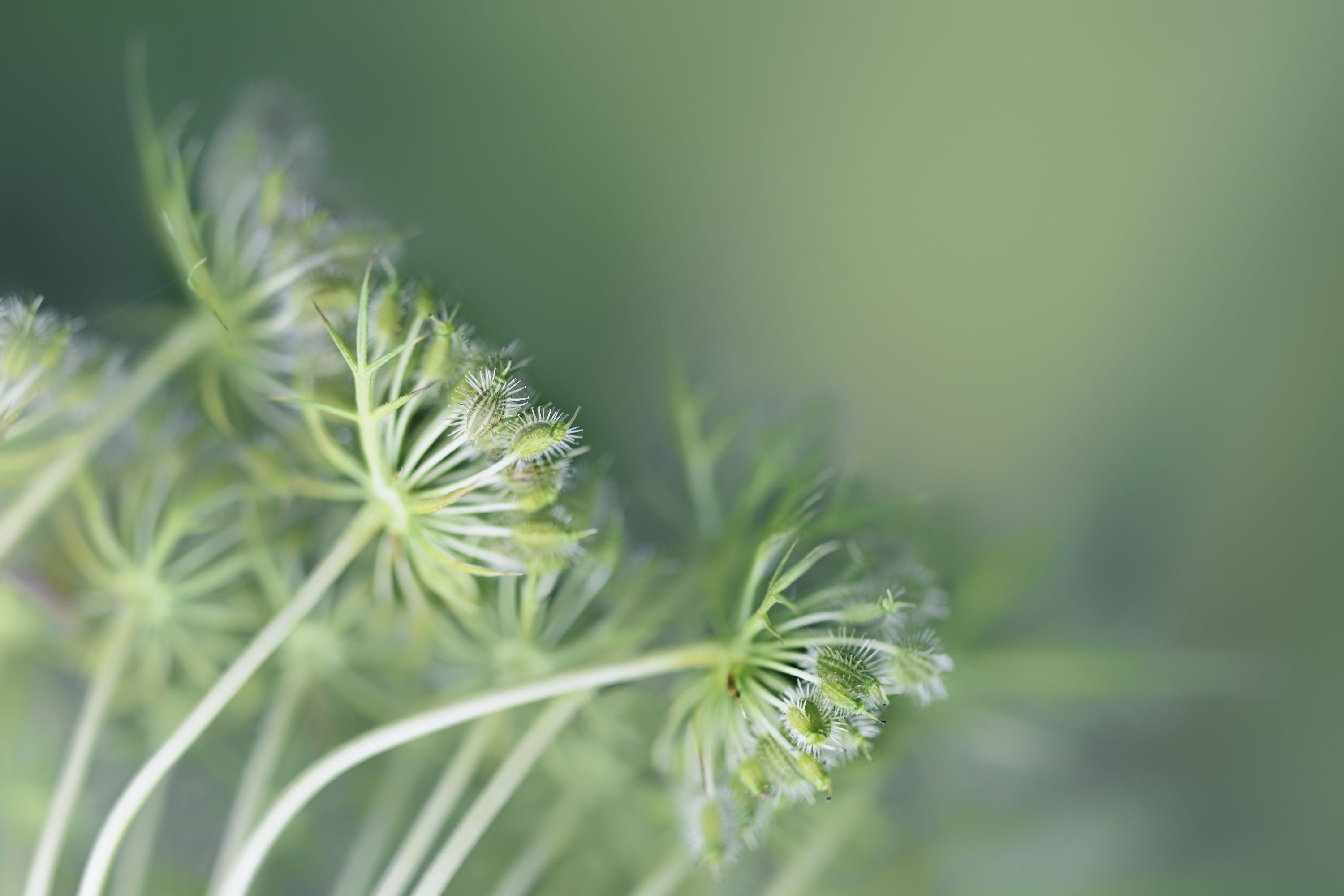 carrot seed, star ingrediet of Etre Angelique perfume