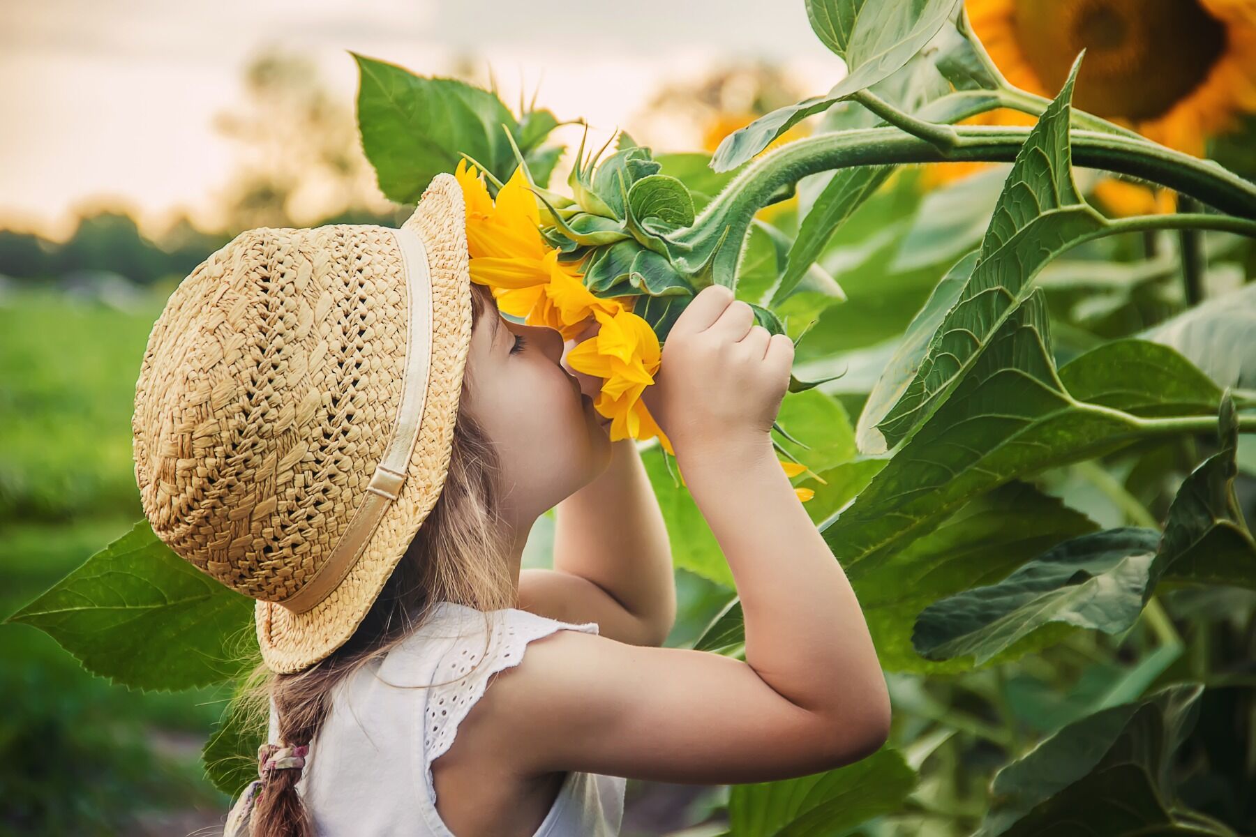 A child wearing a hat, deeply sniffing a sunflower