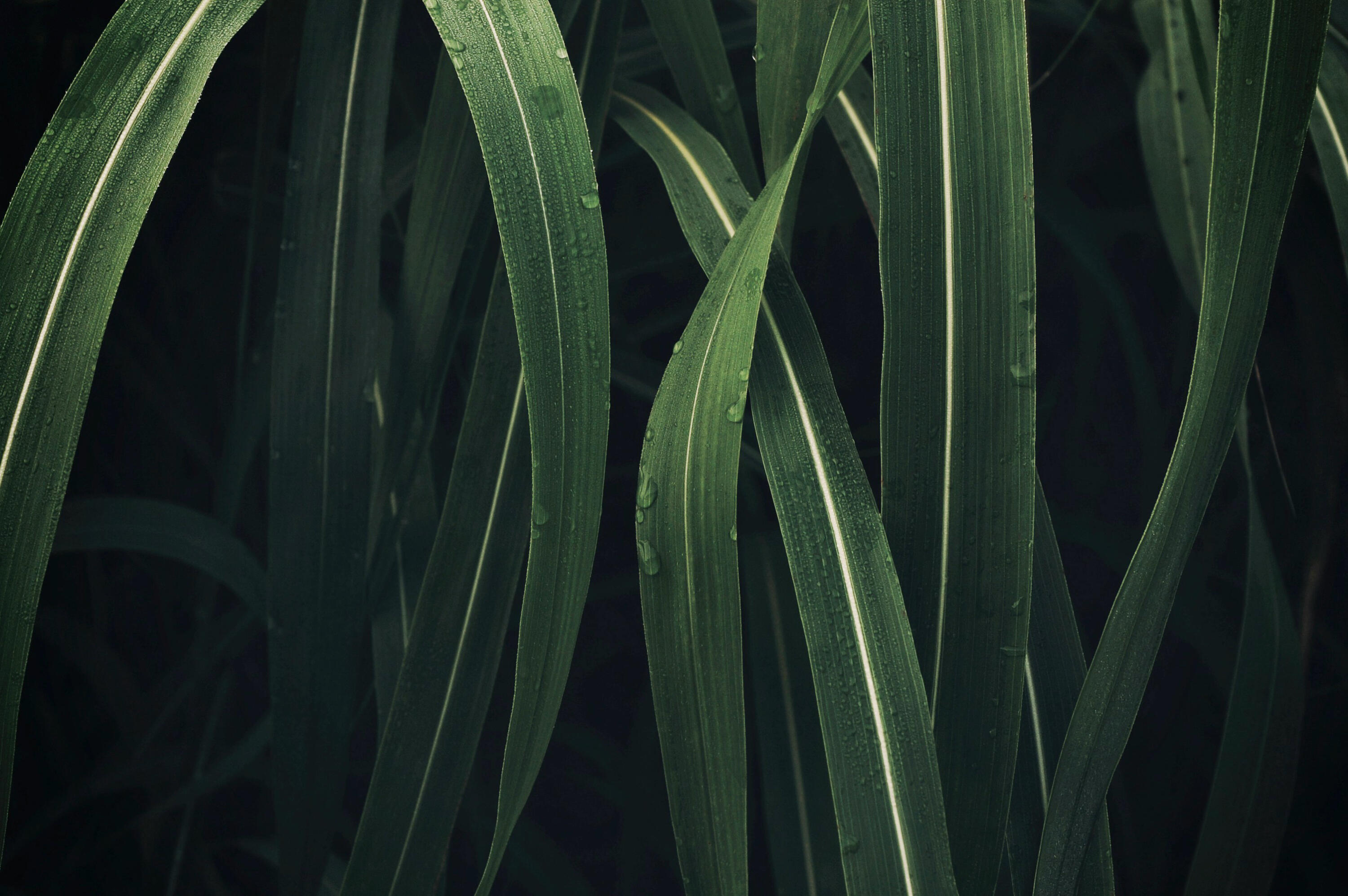 Consort od Boadicea the Victorious: Spolehlivý společník