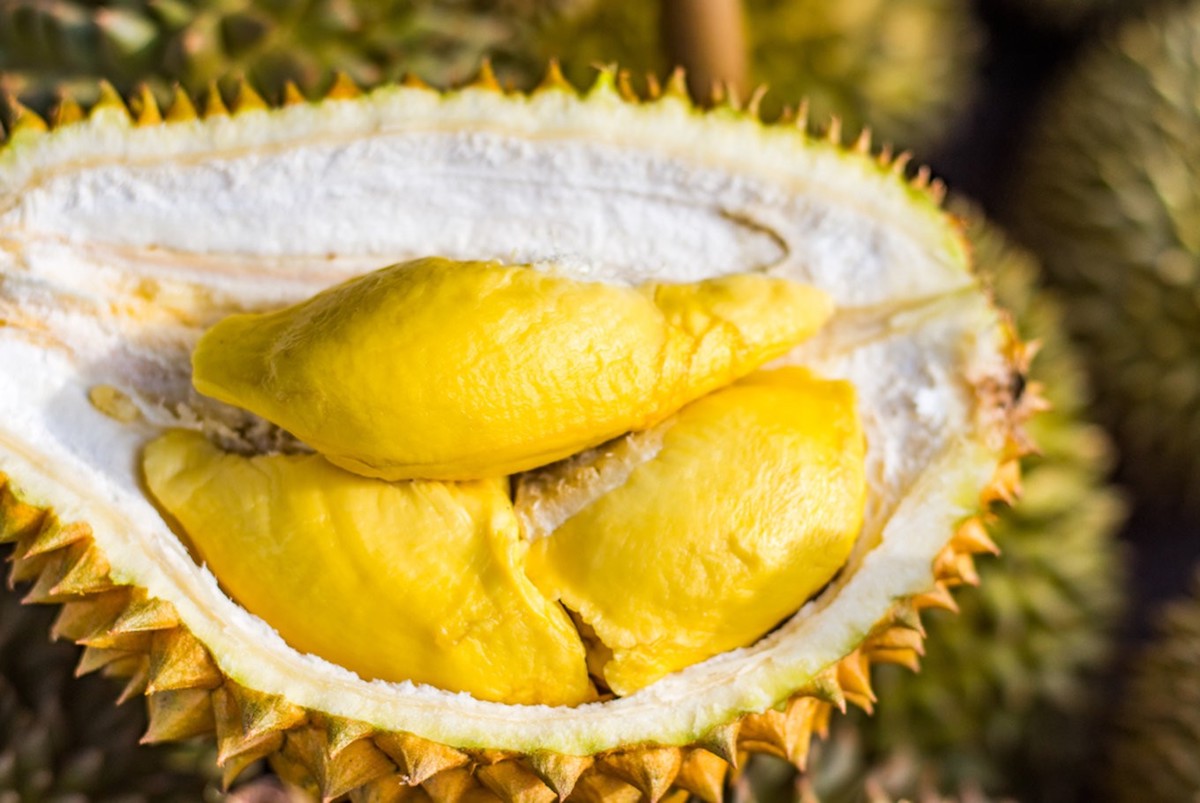 durian fruit