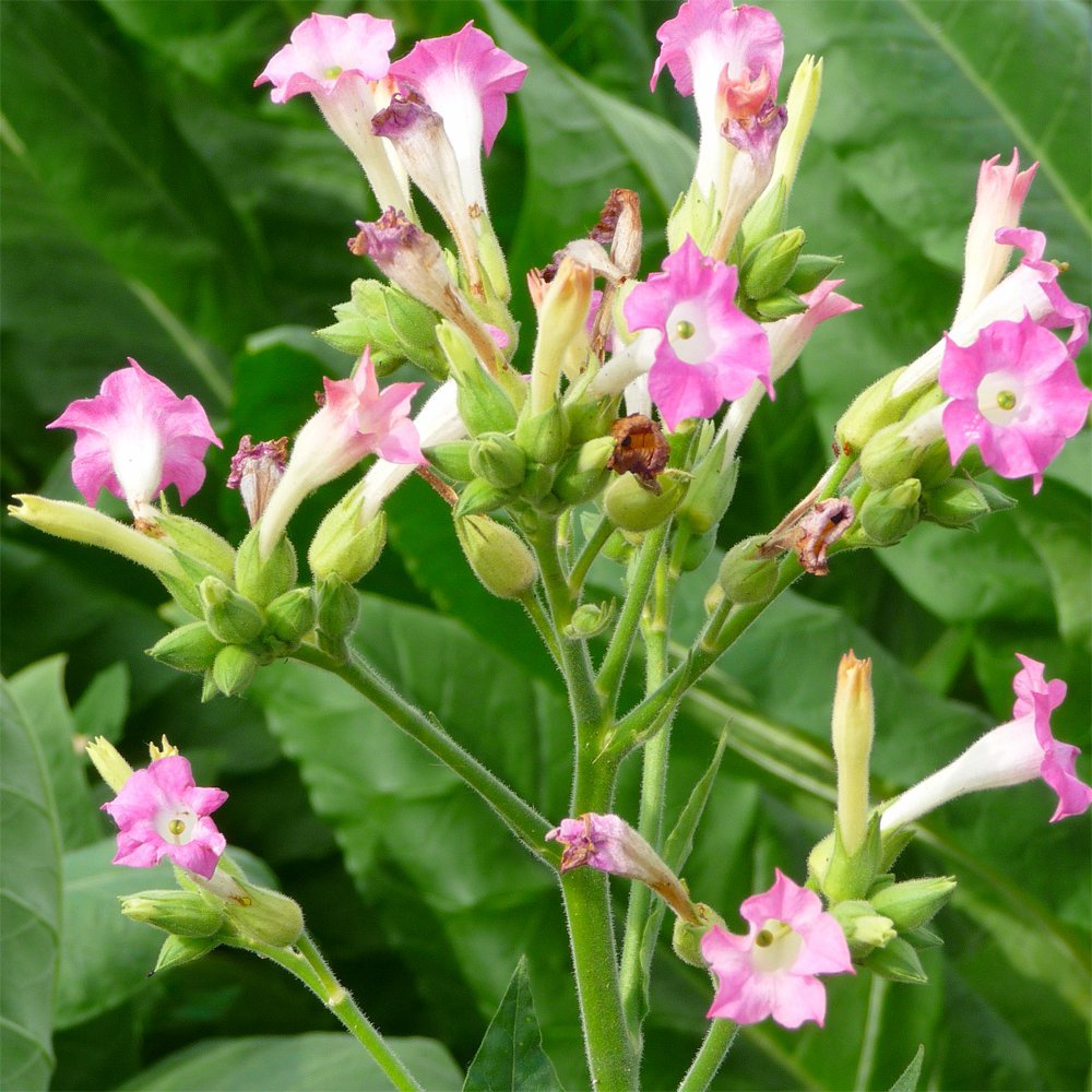 1500 Burley Tobacco Seeds – Nicotiana Tabacum TN90 – Heirloom – Easy Grow