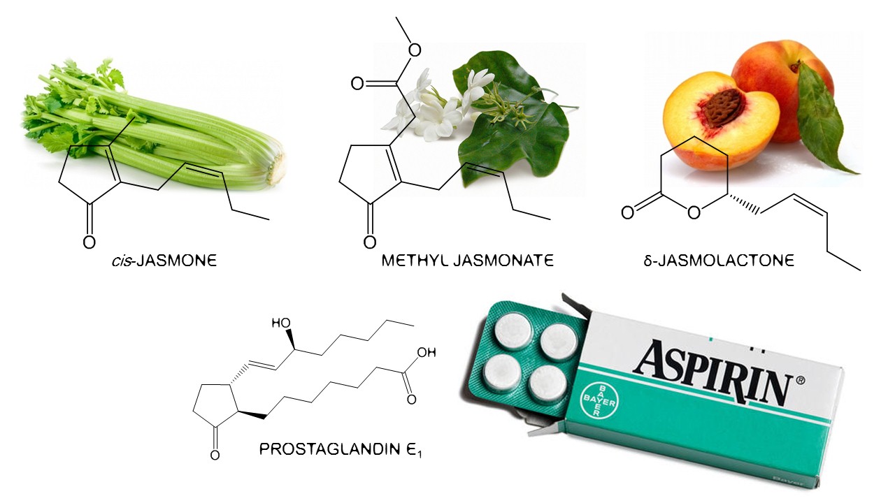 The Scent of Jasmine is Stronger: Jasmine in Perfumery ~ Raw Materials