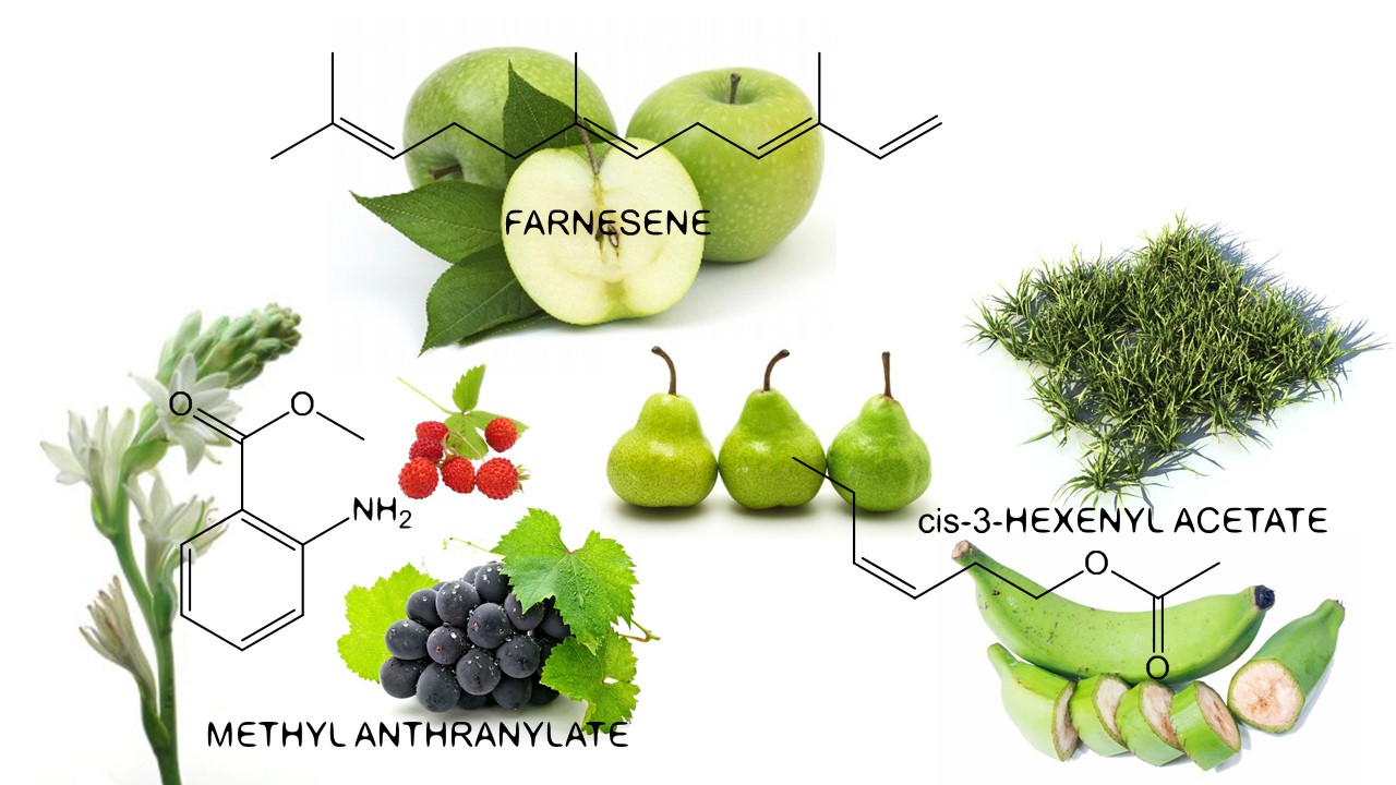 The Scent of Jasmine is Stronger: Jasmine in Perfumery ~ Raw Materials
