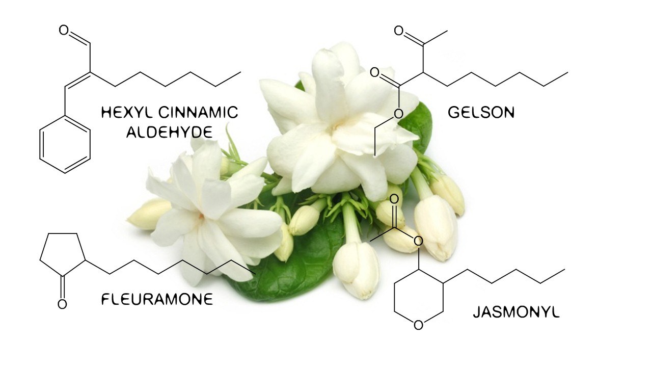 The Scent of Jasmine is Stronger: Jasmine in Perfumery ~ Raw Materials