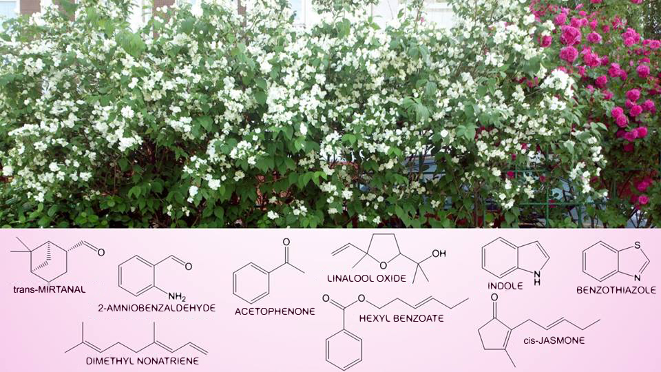 The Scent of Jasmine is Stronger Jasmine in Perfumery Raw Materials