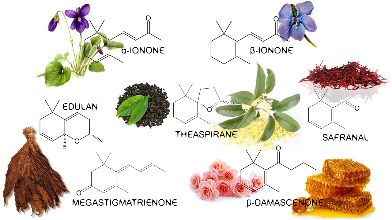 Tobacco in Perfumery History & Chemistry Raw Materials