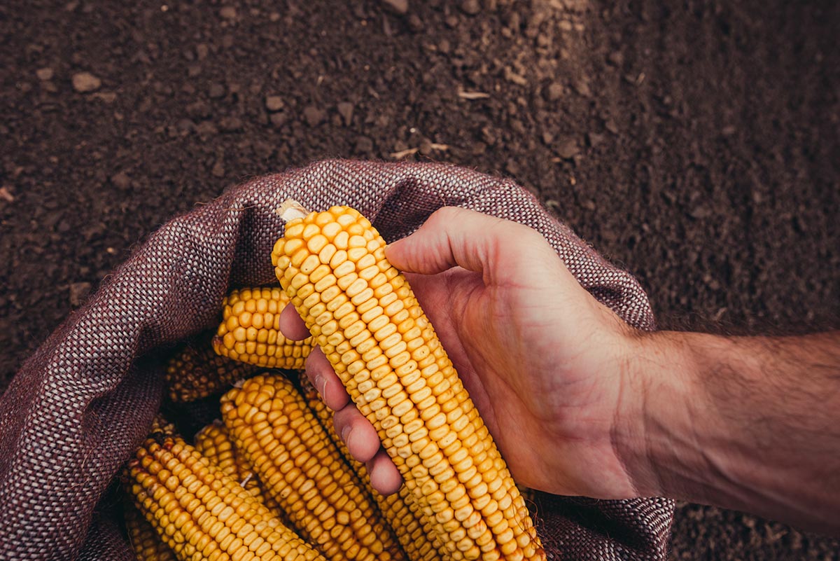 Hands harvesting corn in the autumn