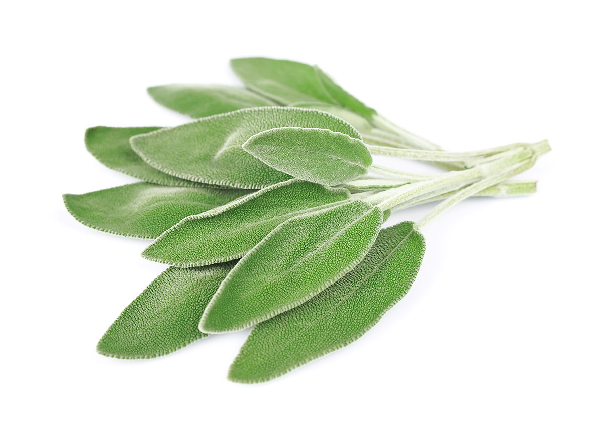 sage leaves