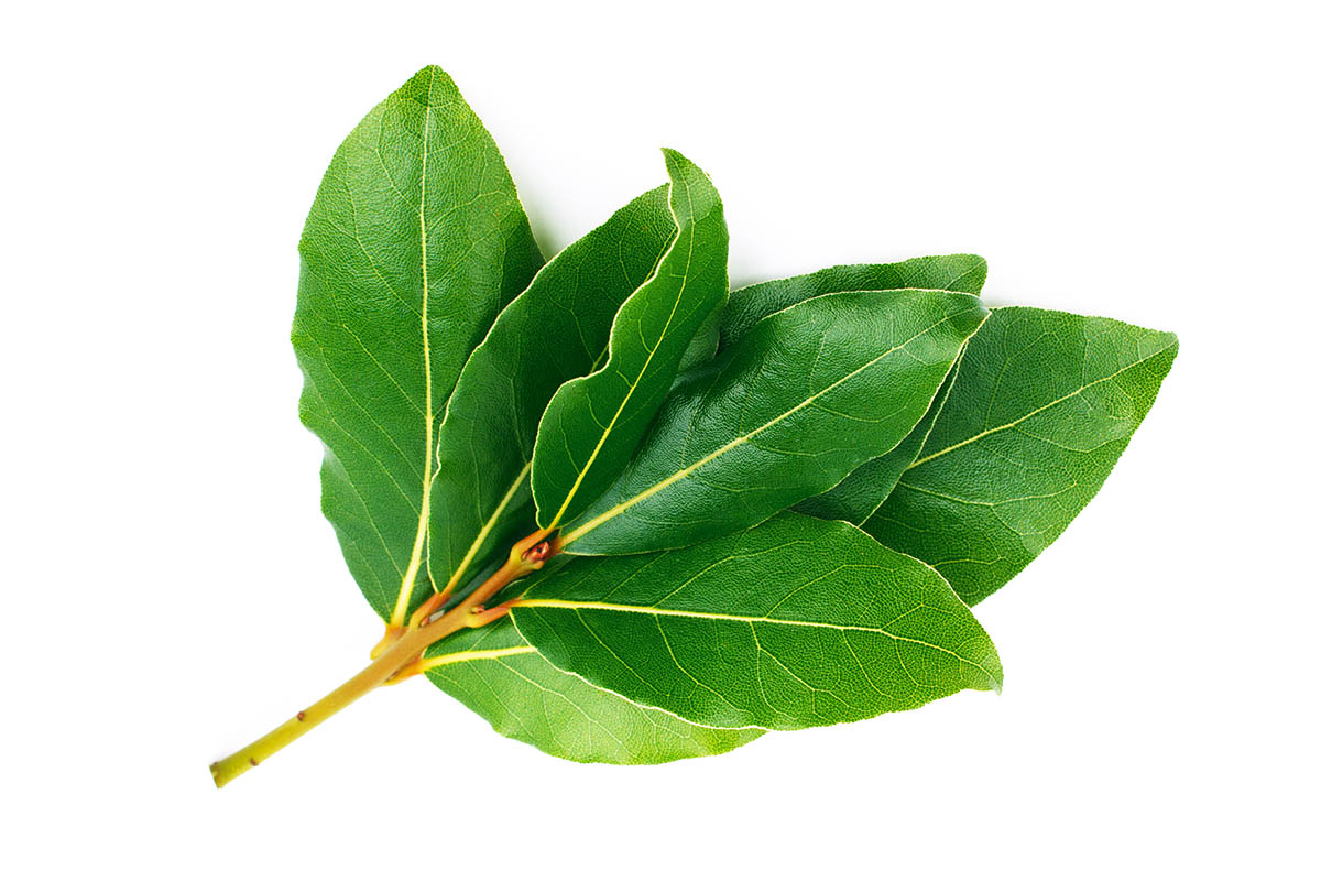 bay leaves