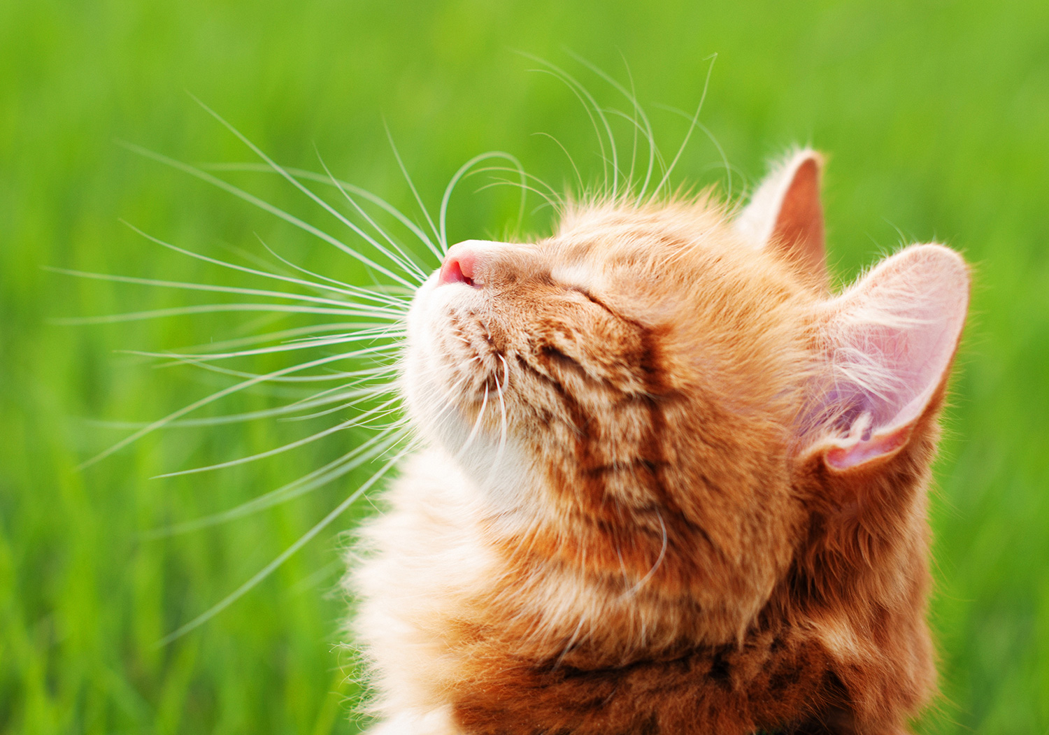 Ludzie i koty: koty w perfumach ~ Publicystyka