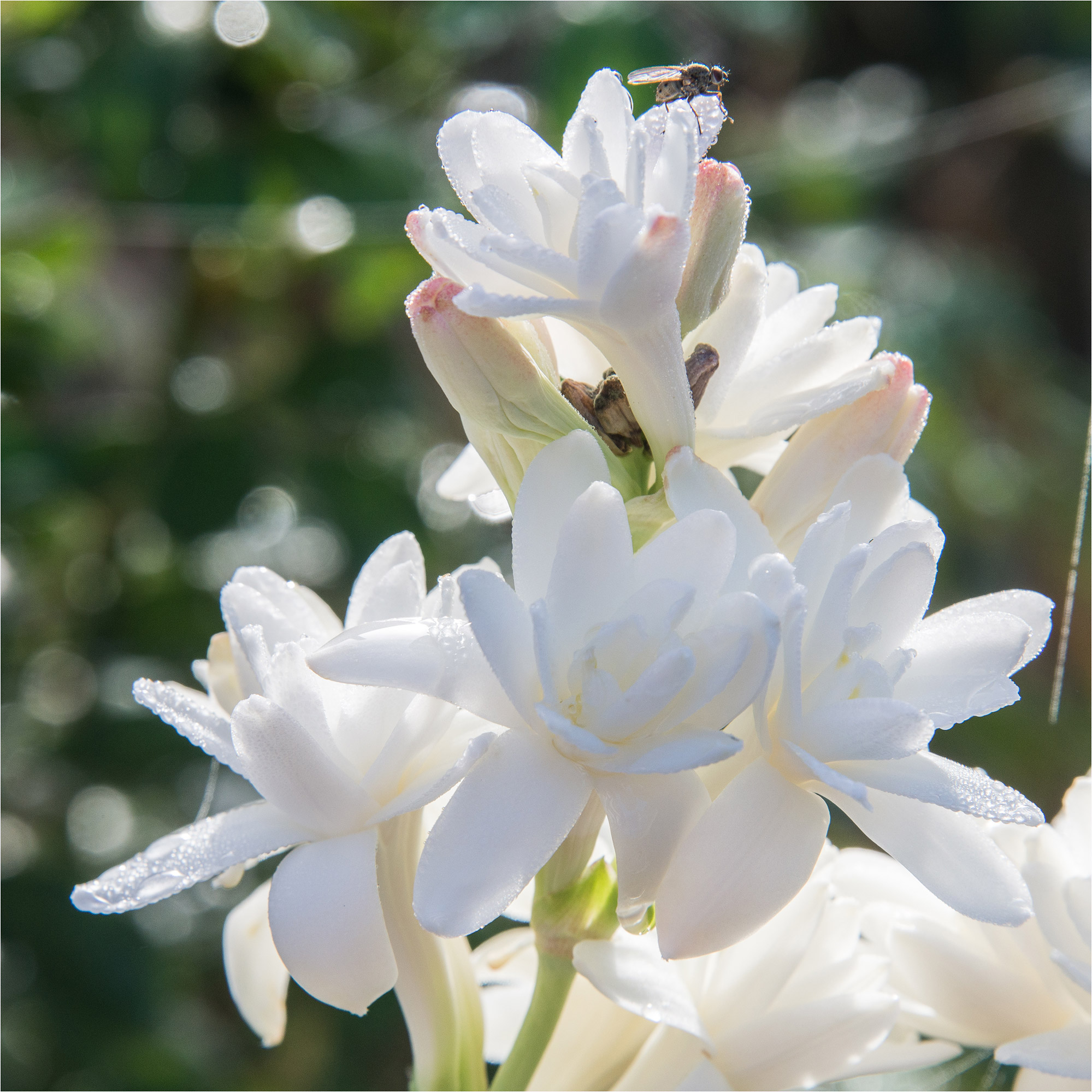 tuberose fragrantica