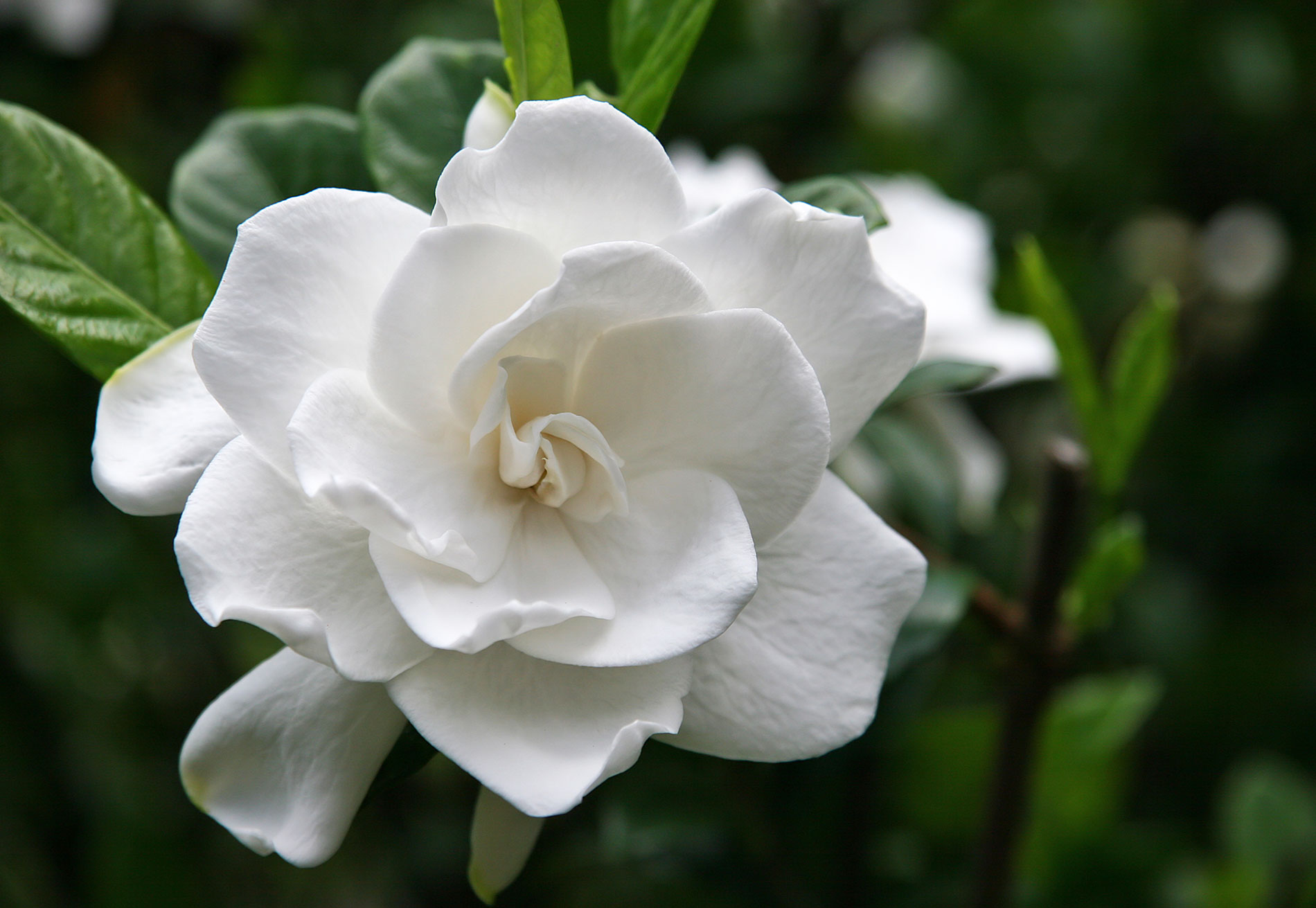 Adenium о цветке Adenium о цветке
